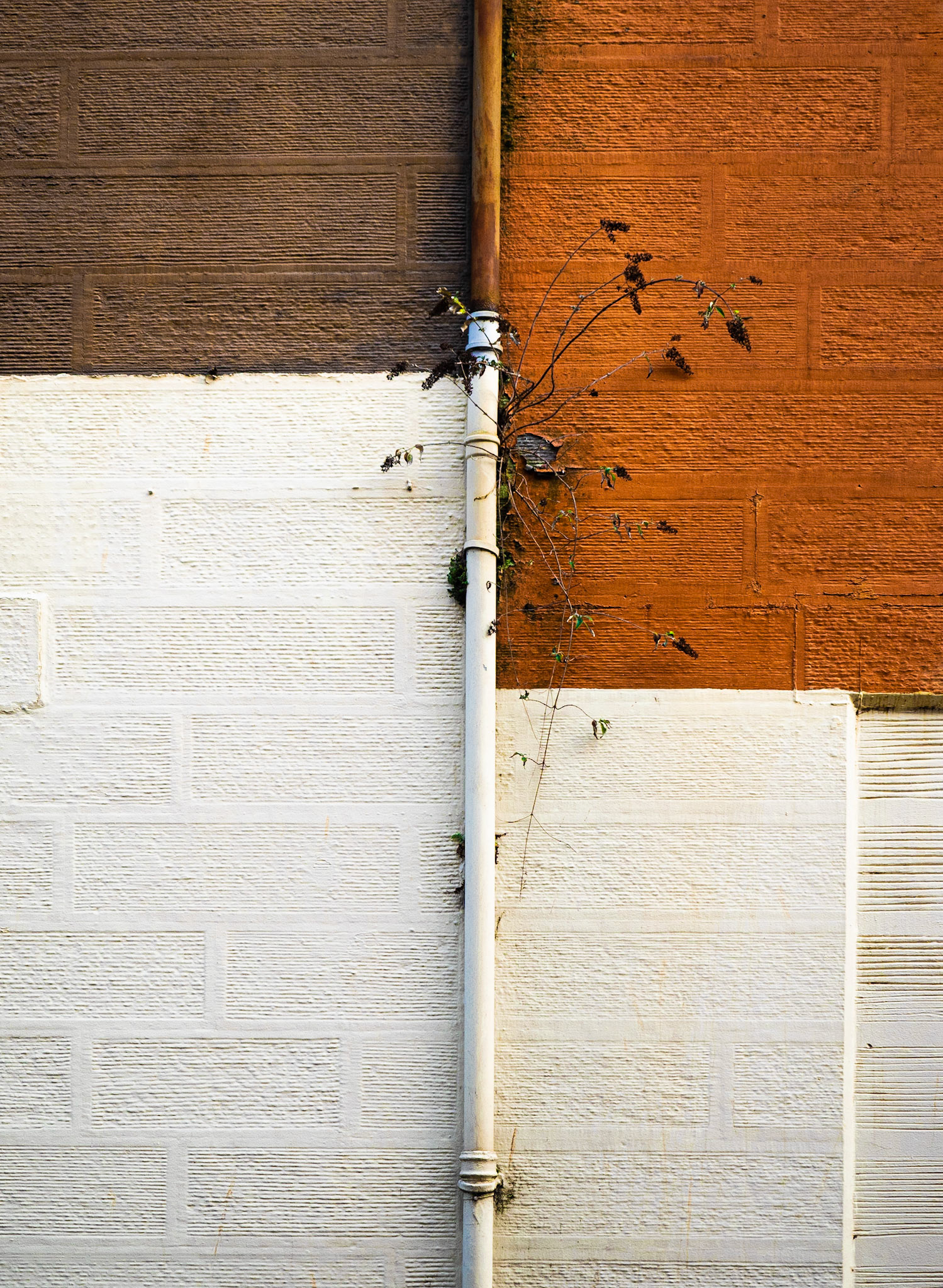 Growth, Red and White, Dumfries