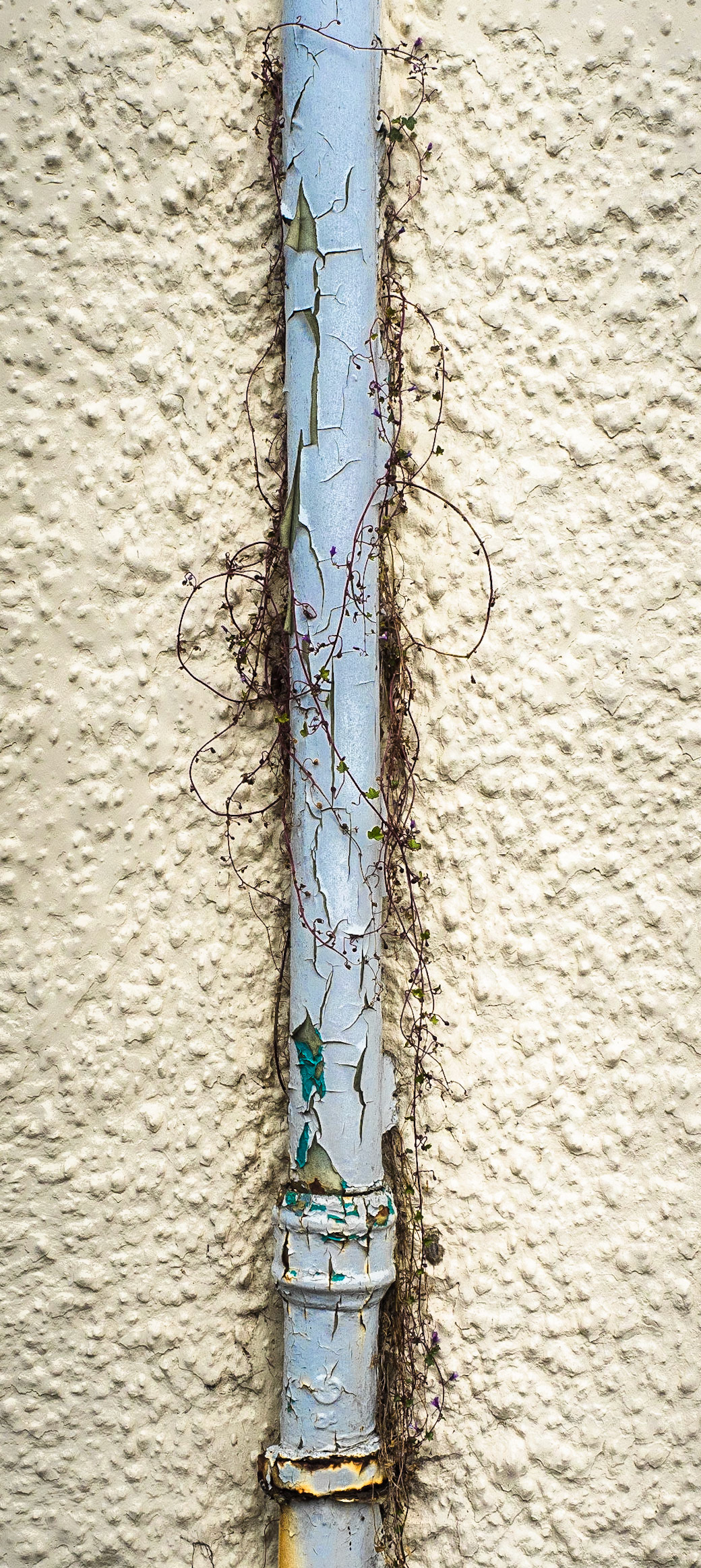 Growth, Castle Douglas