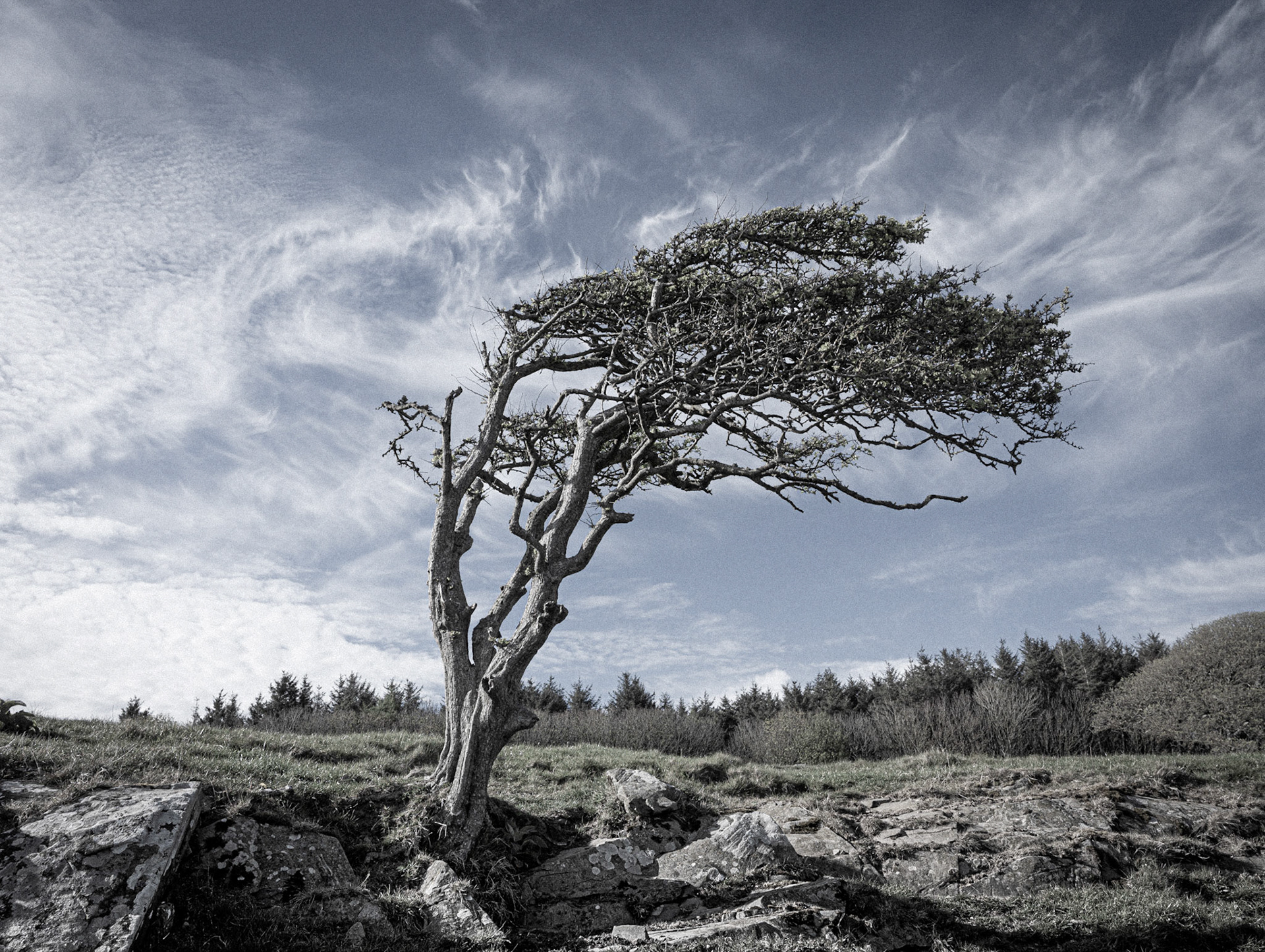 Windswept Tree