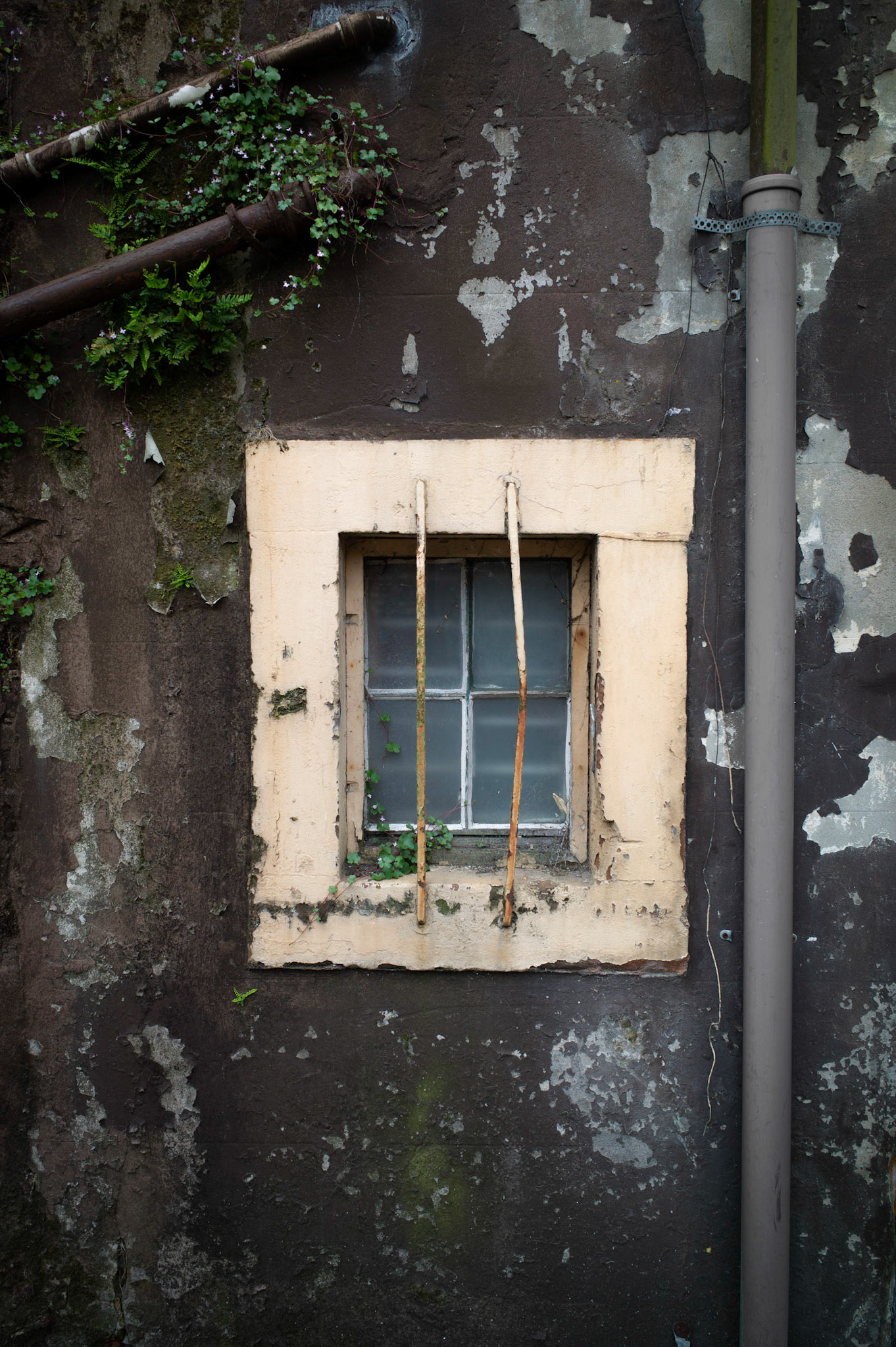 Growth, Wee Window, Dumfries