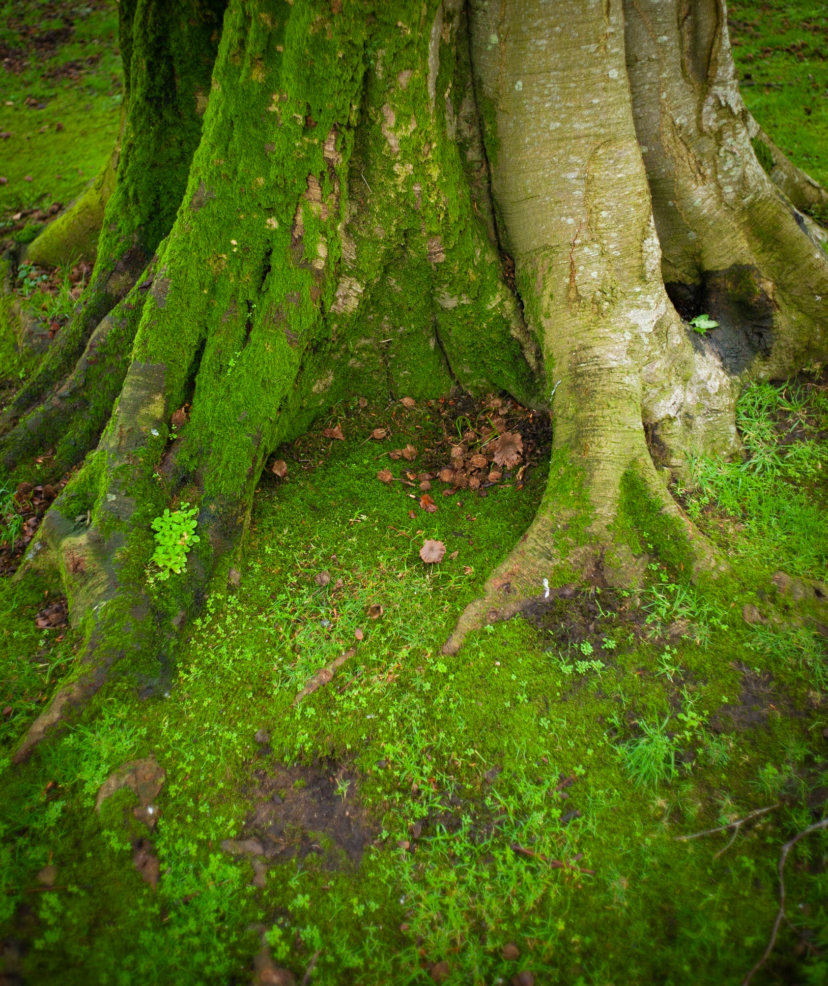 In a green tree trunk