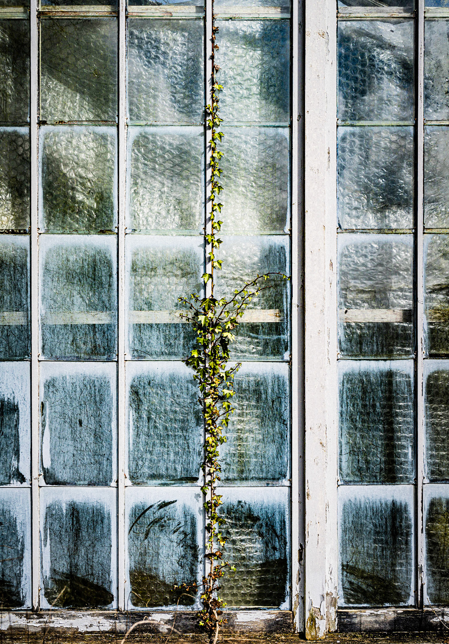 Growth, Cally Glasshouse