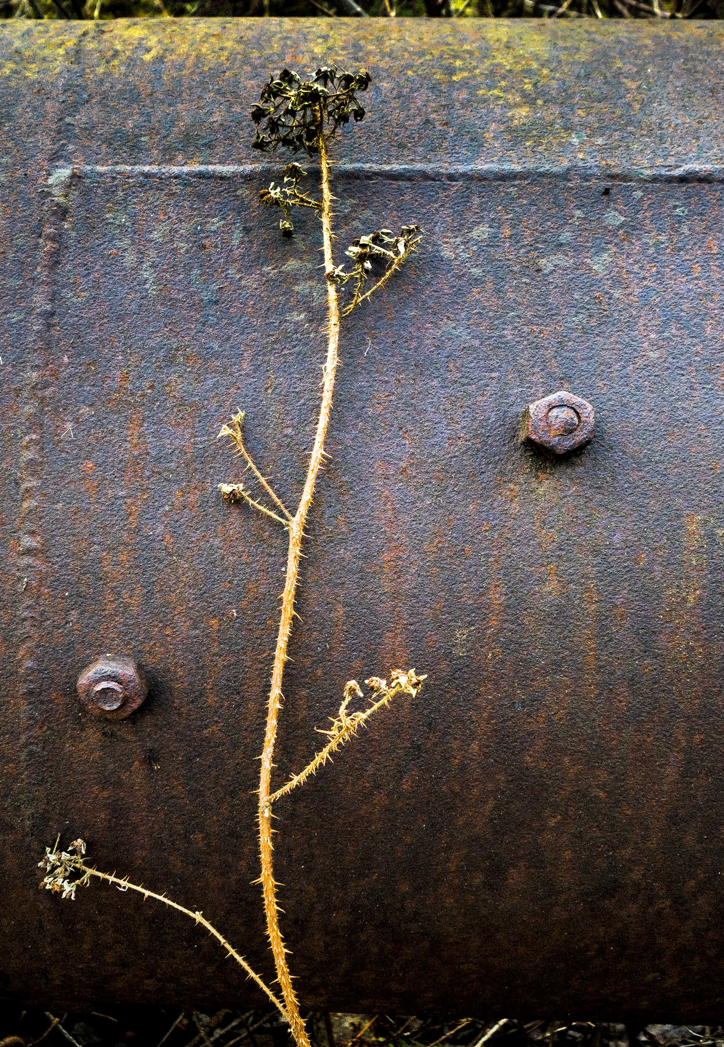 Growth, Hendre