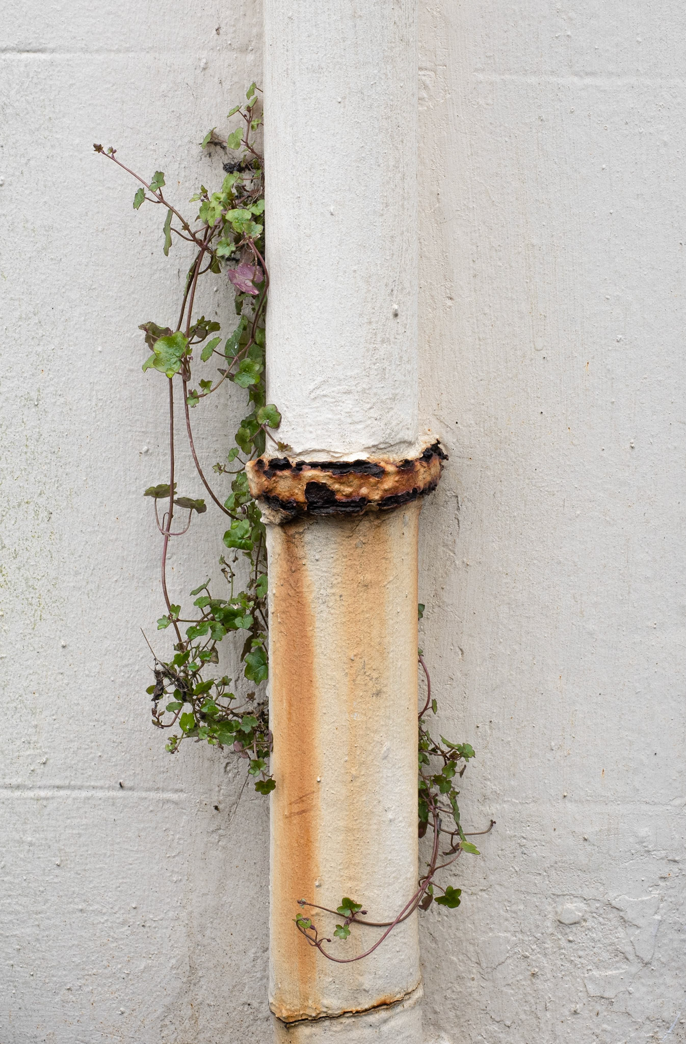 Growth, Kirkcudbright