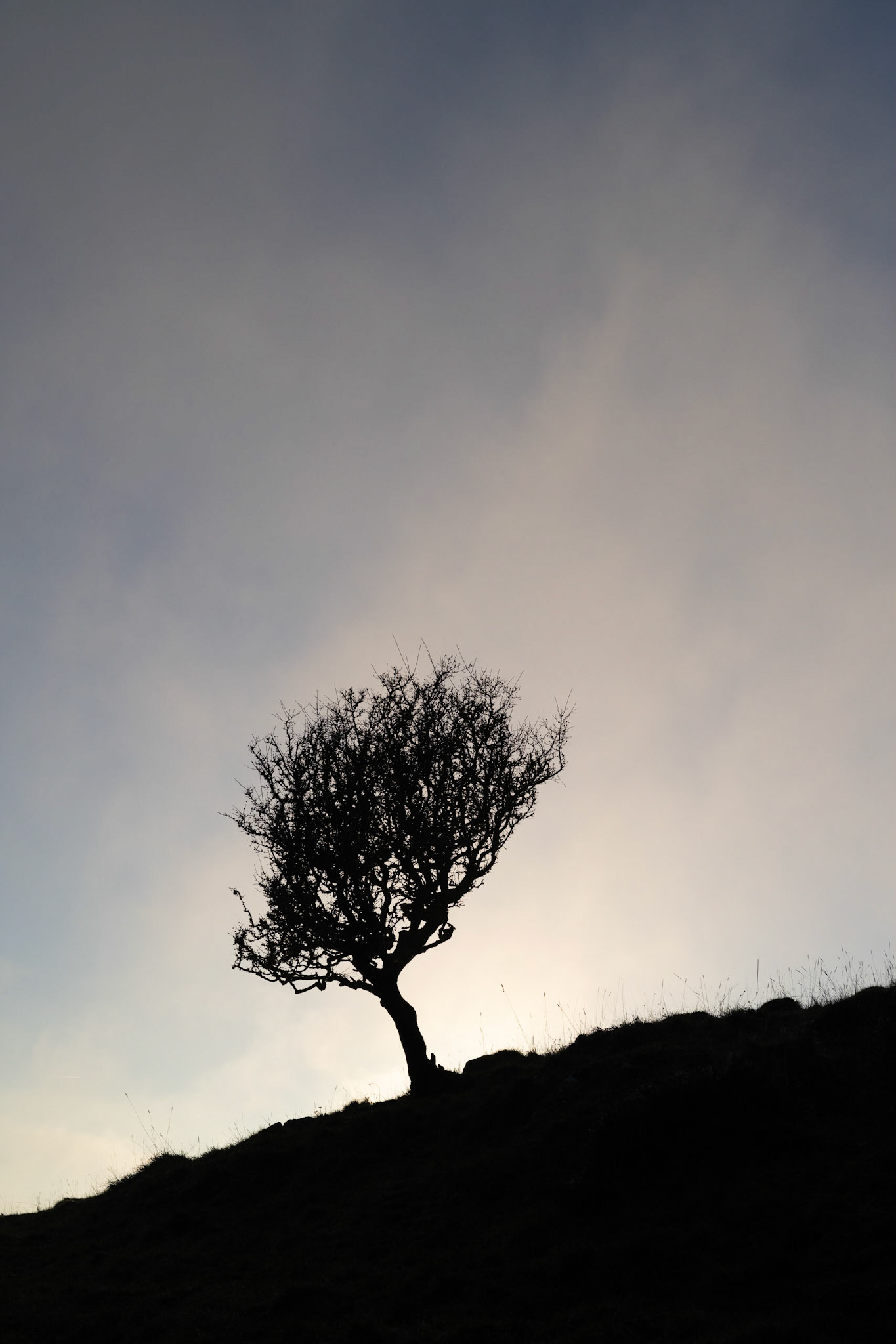 Another Lone Tree