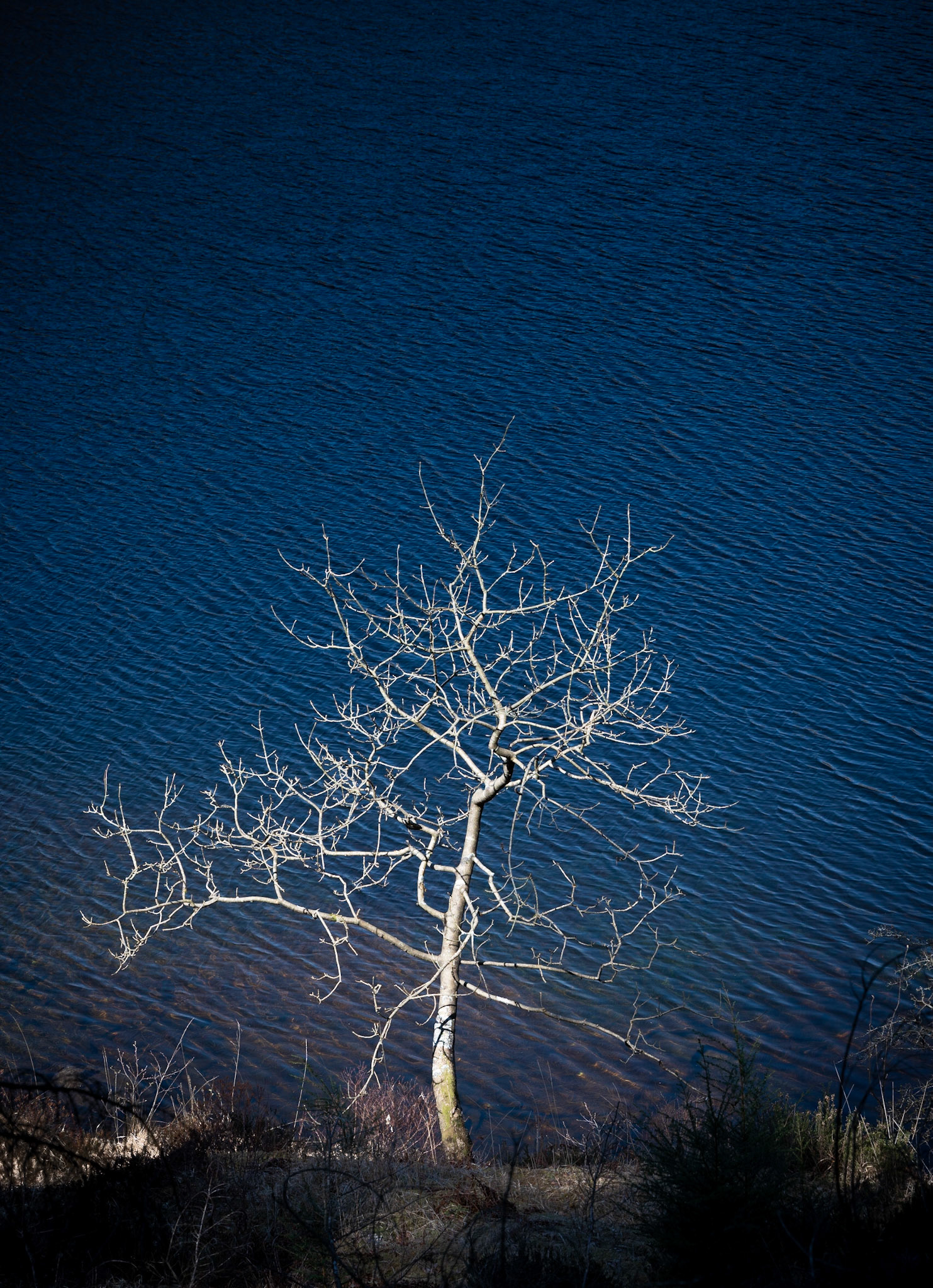 Tree, Loch Trool