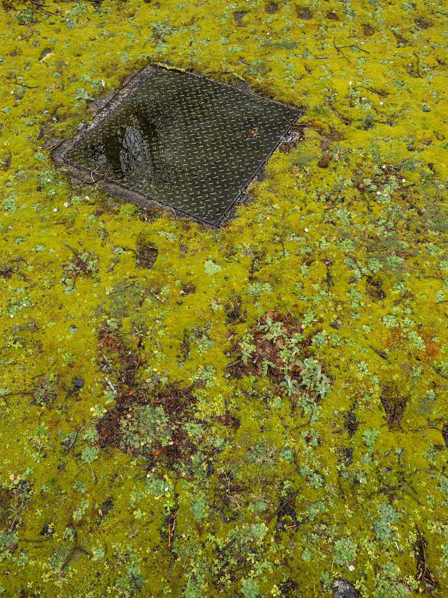 Growth, Moss, Kirkcudbright