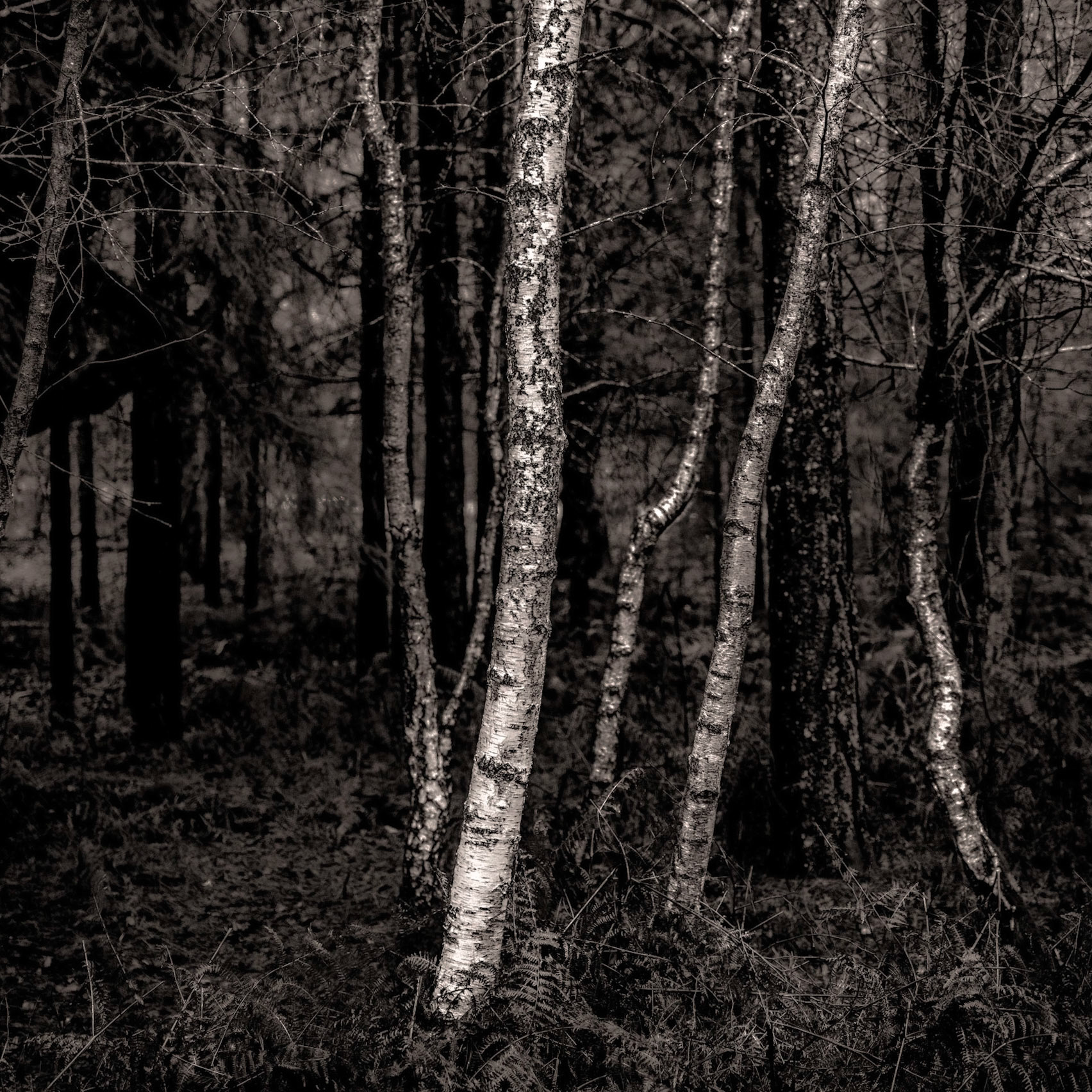 More New Forest Birches
