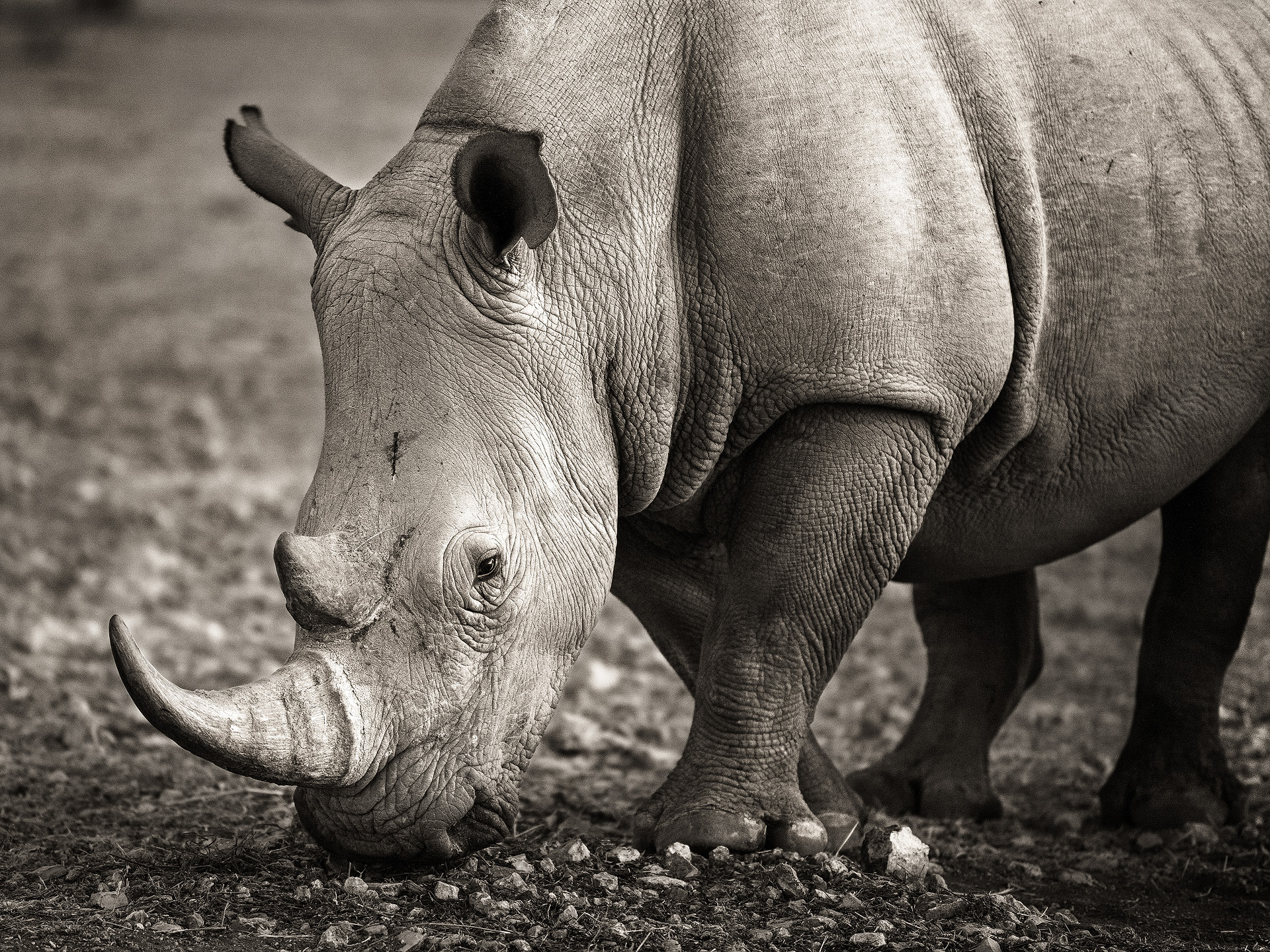 black and white photo of a White Rhino in Namibia.