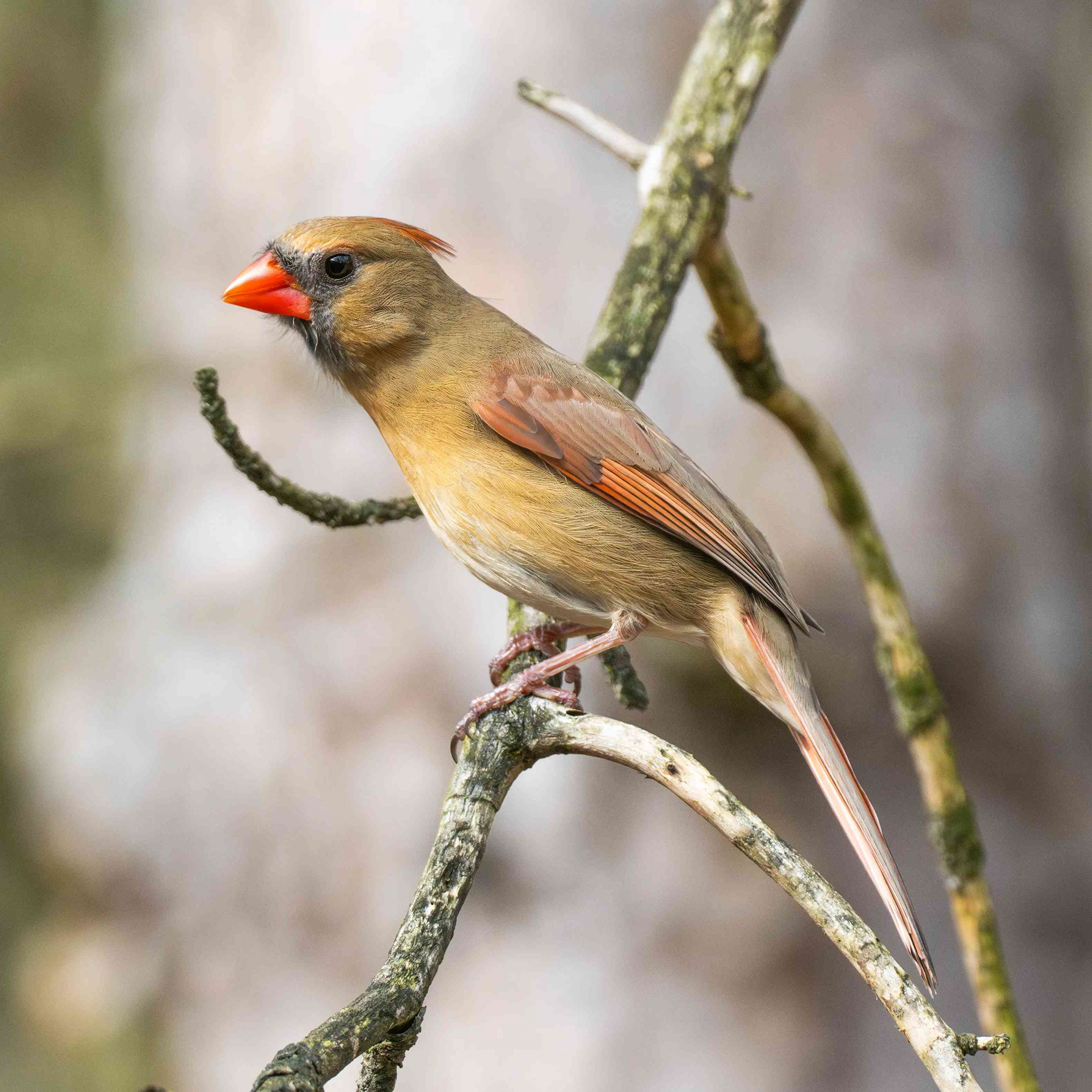 Female Red Cardinal