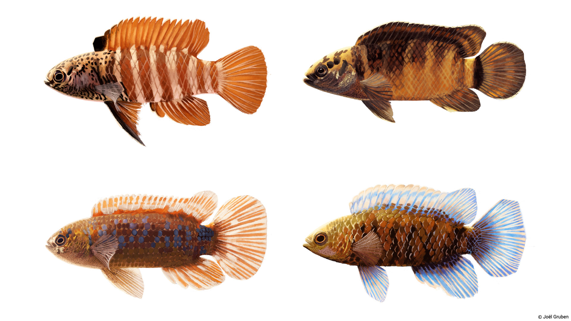 4 illustrierte Fische, welche ich für das Naturhistorische Museum Bern erstellt habe während meines Zivildienstes ebenda
