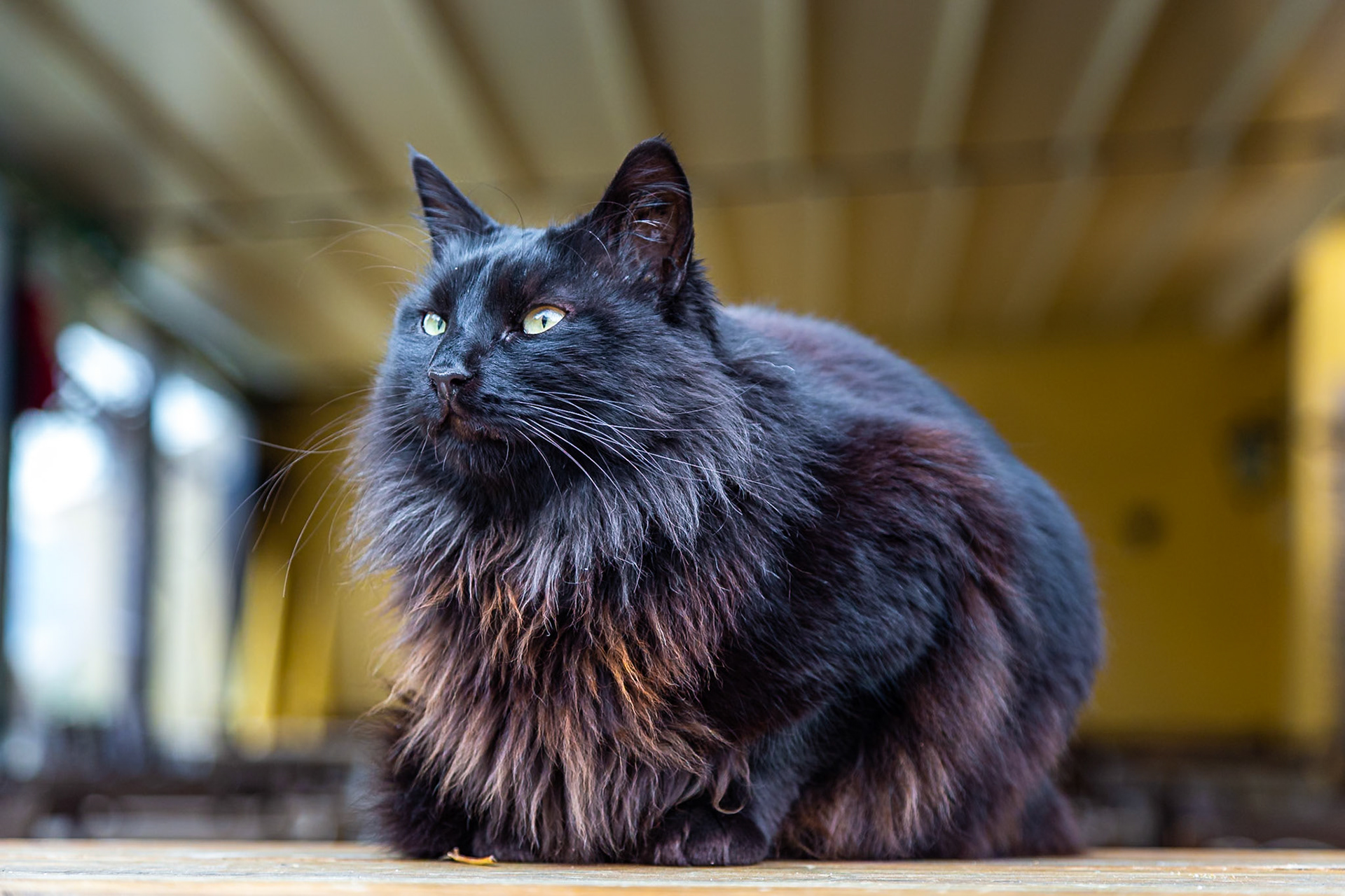 Cats of Athens #athens #cat #acropolis #travel #raagoon #europe #canon #igerspoland