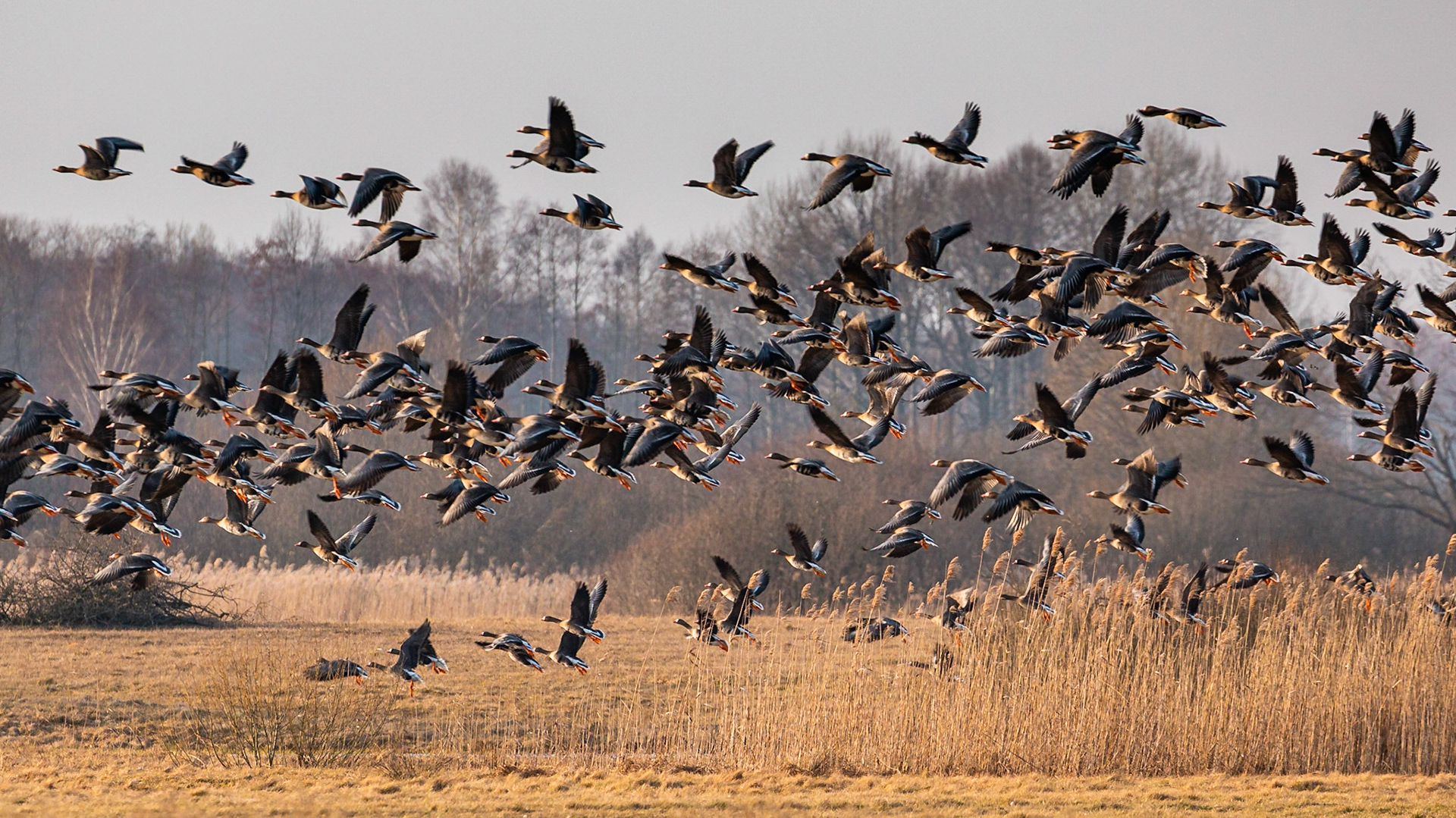 Biebrzański Park Narodowy