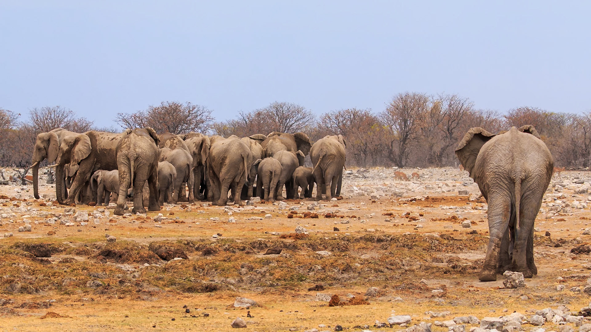 Khem khem, Excuse me, may I join you guys? :) #wild #animal #travelphotography #travel #travelplanet #earthofficial #travelphotography #ig_shotz #travelblog #fotozakreceni #instatravel #instaphoto #instagood #nature #natgeoyourshot #natgeo #etosha #namibia #elephant #CanonForum #ZdjecieMiesiacaCanon @CanonPolska