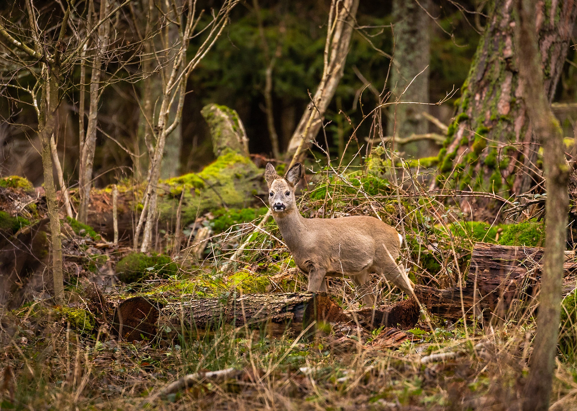 Słowiński Park Narodowy