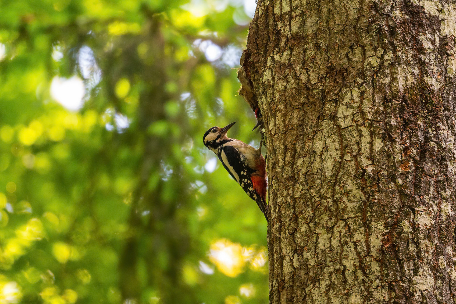 Puszcza Białowieska - Rezerwat ścisły