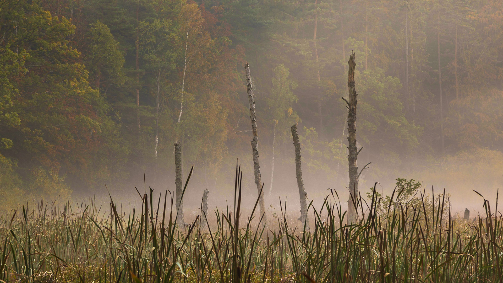 Rozlewiska Żródła Marii, Gdynia