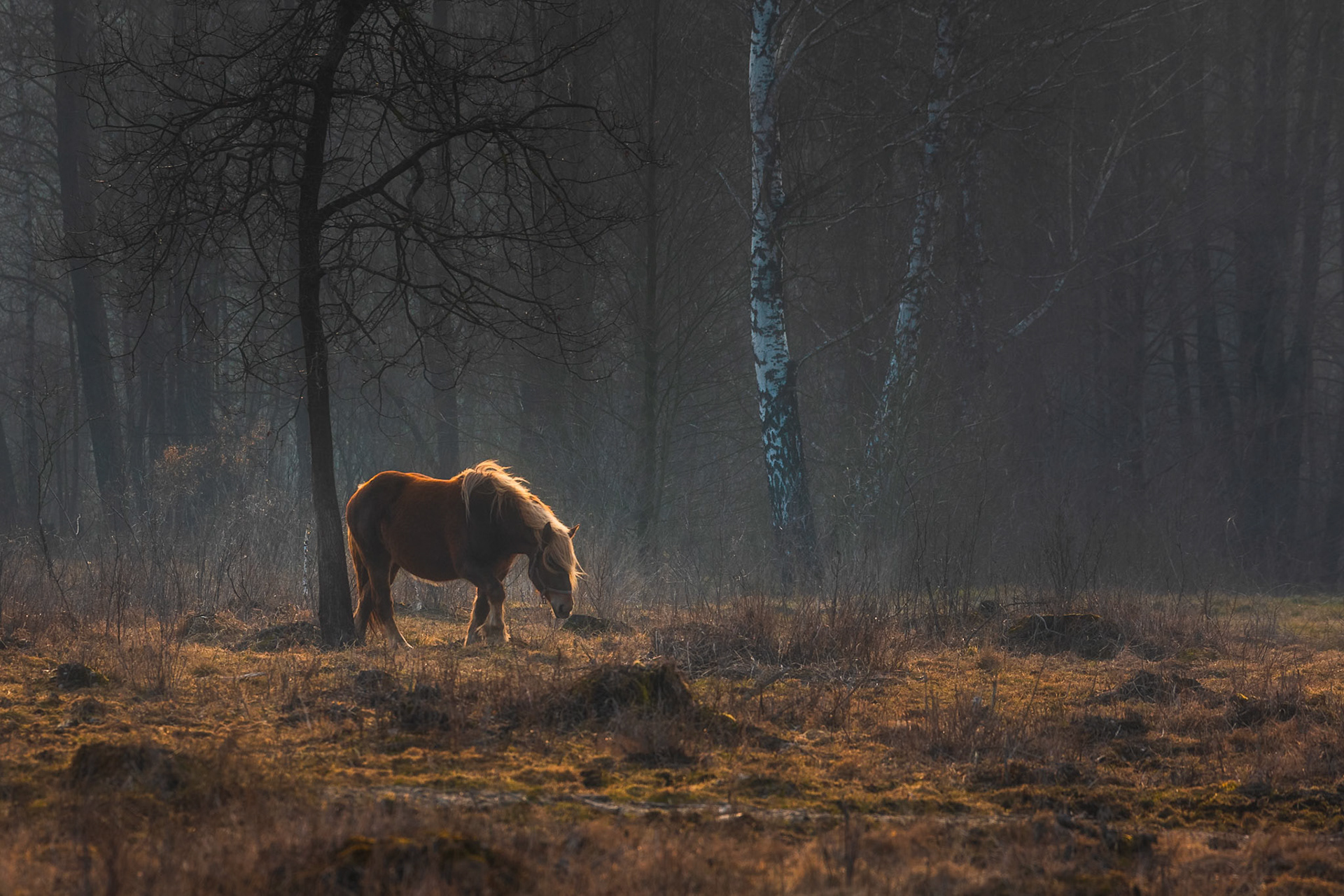 Biebrzański Park Narodowy