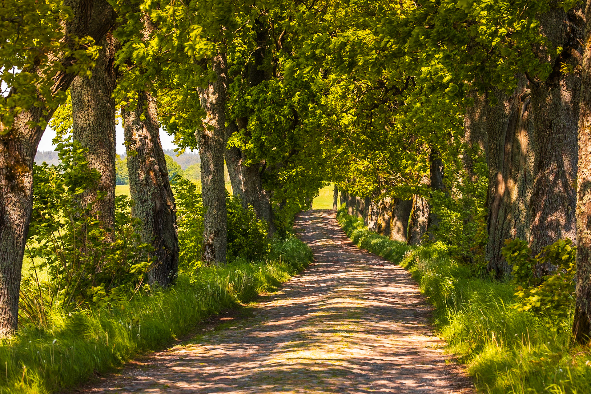 Aleja Dębowa Klewiny
