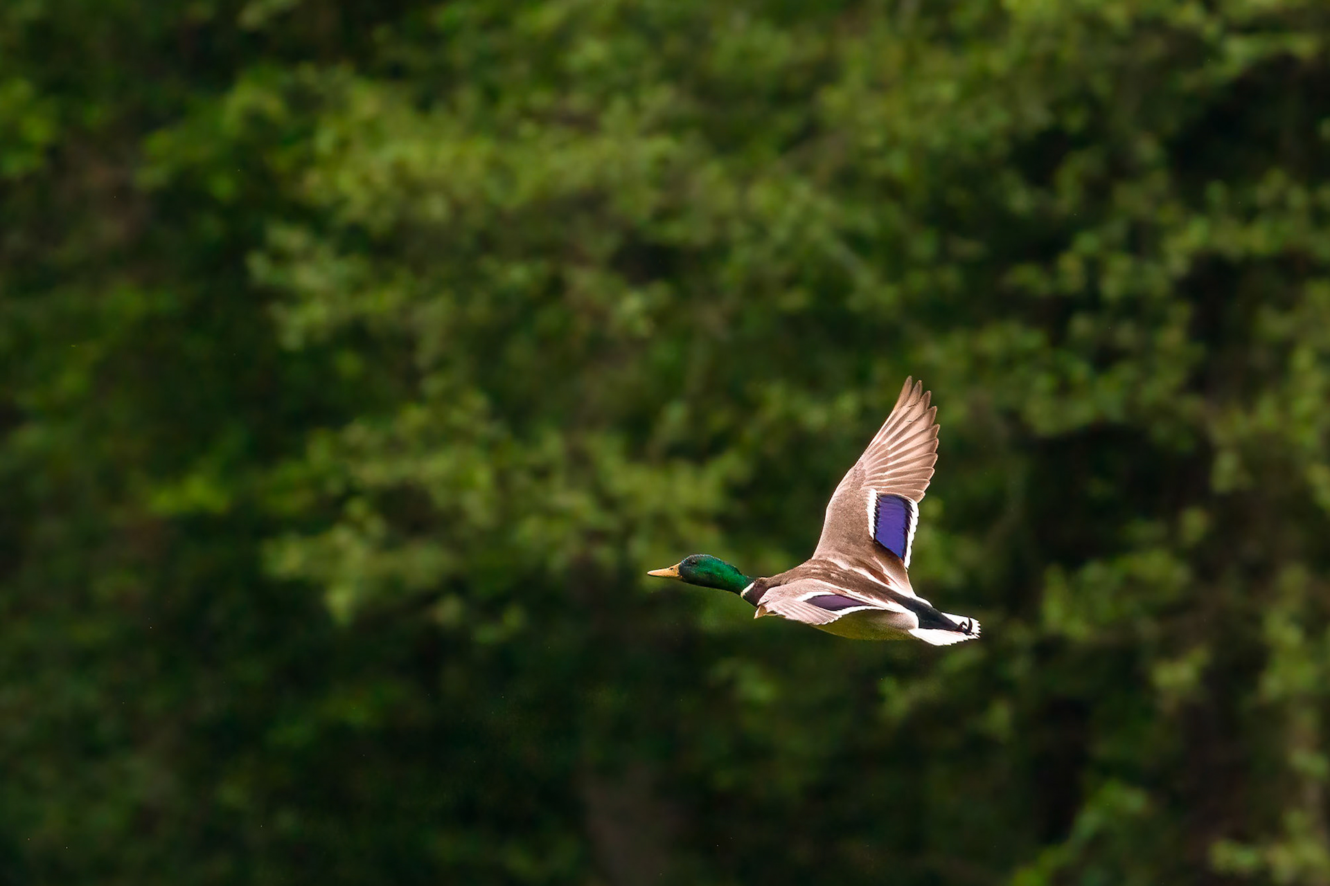 Puszcza Białowieska