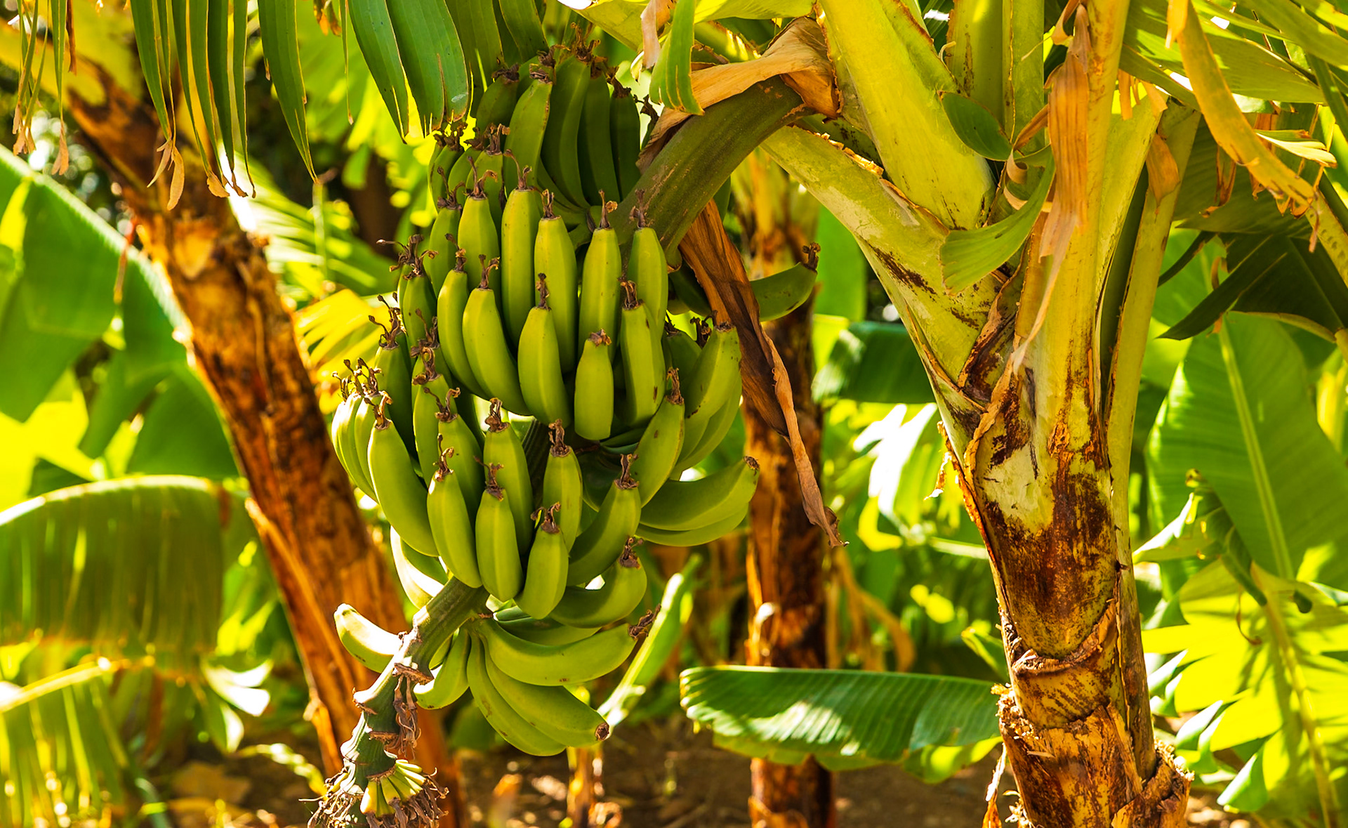 Alto Mira, Santo Antao