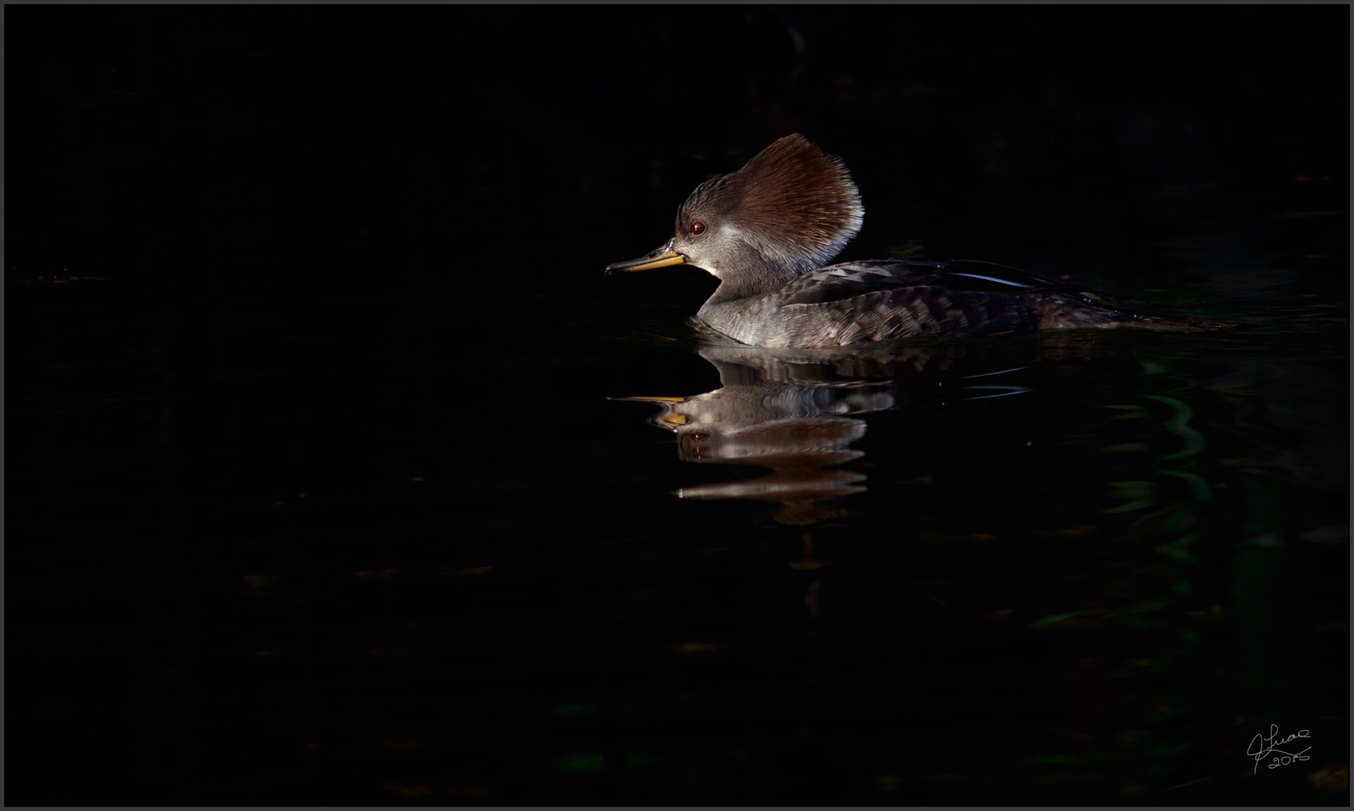 Hooded Merganser - female