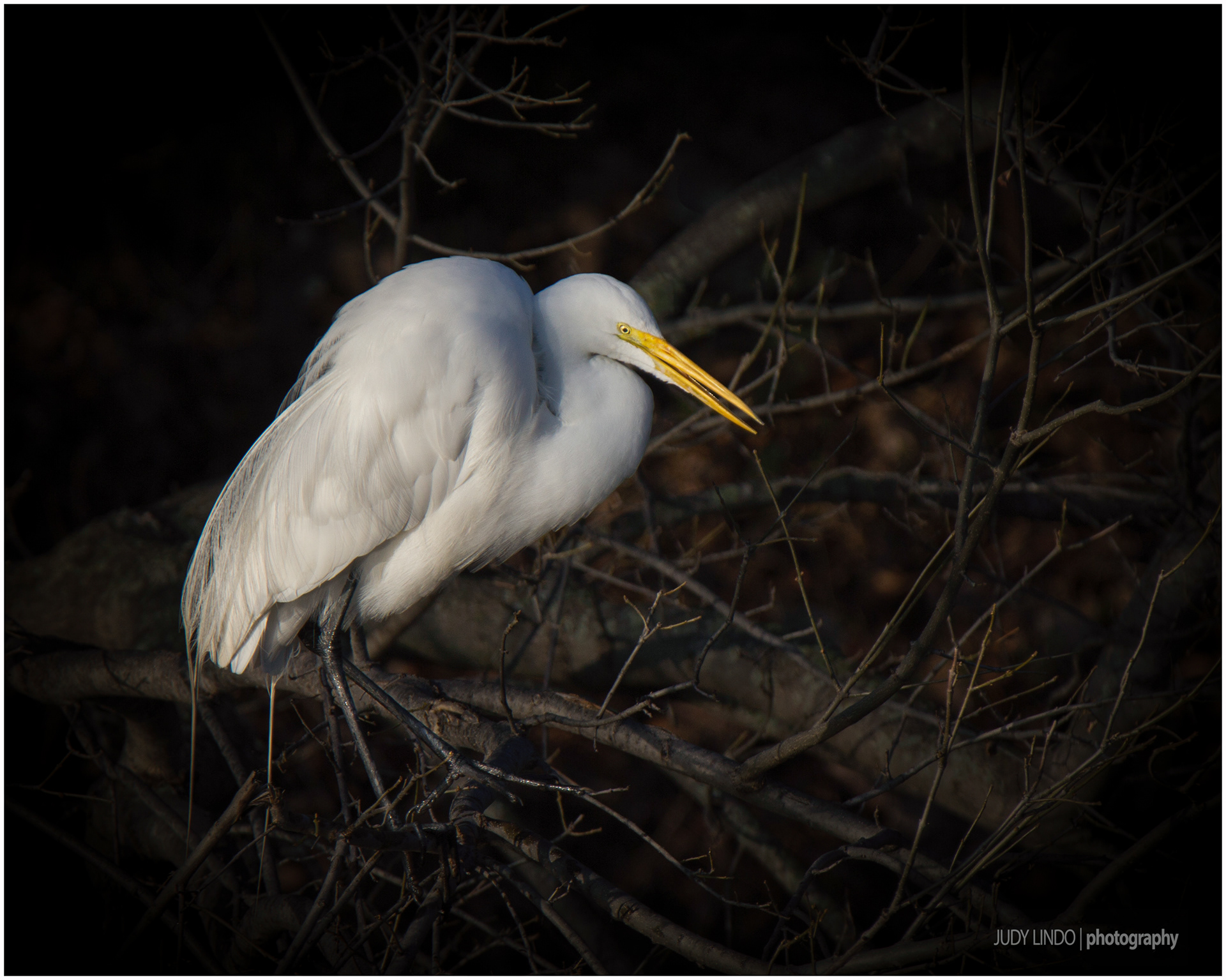 Great Egret