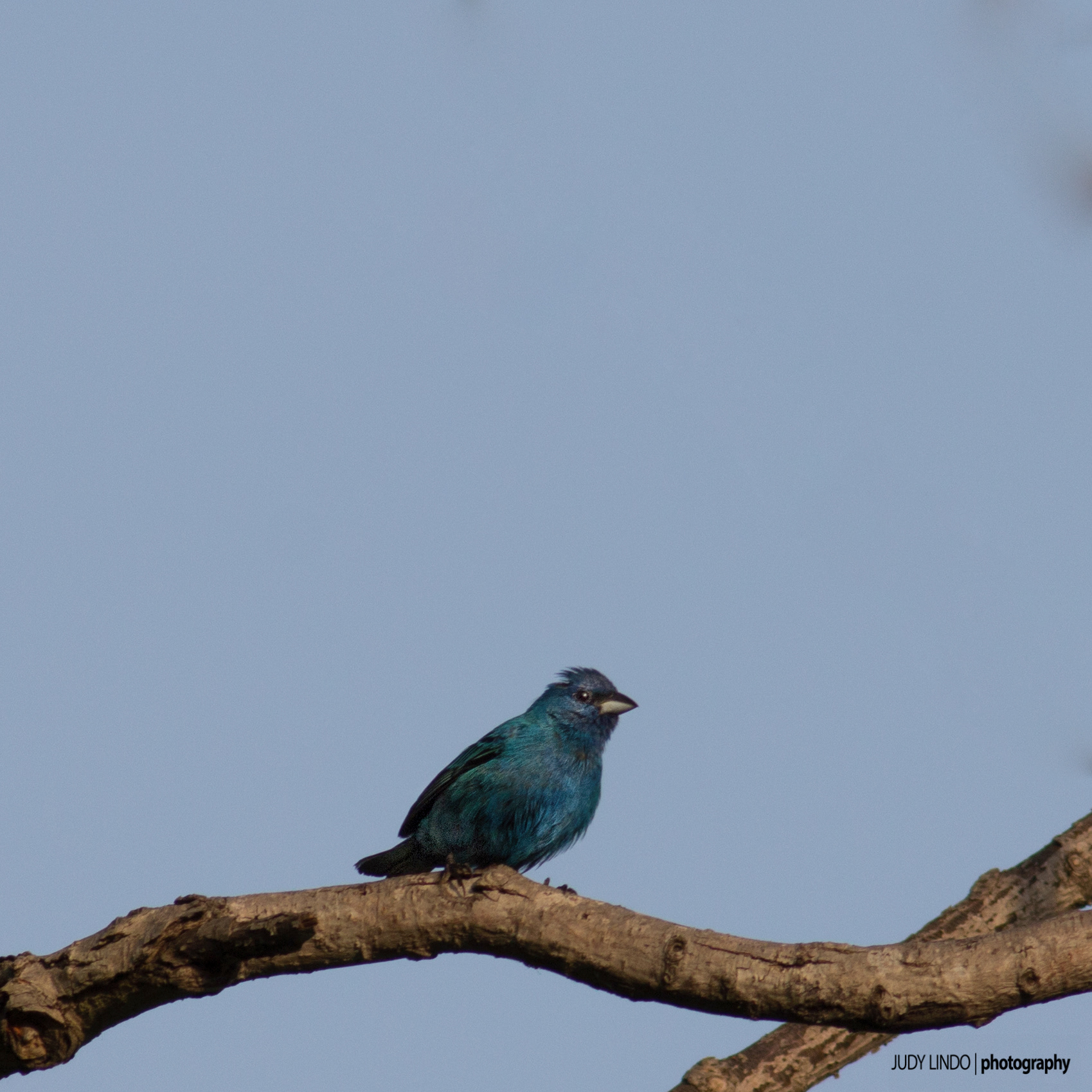 Indigo Bunting