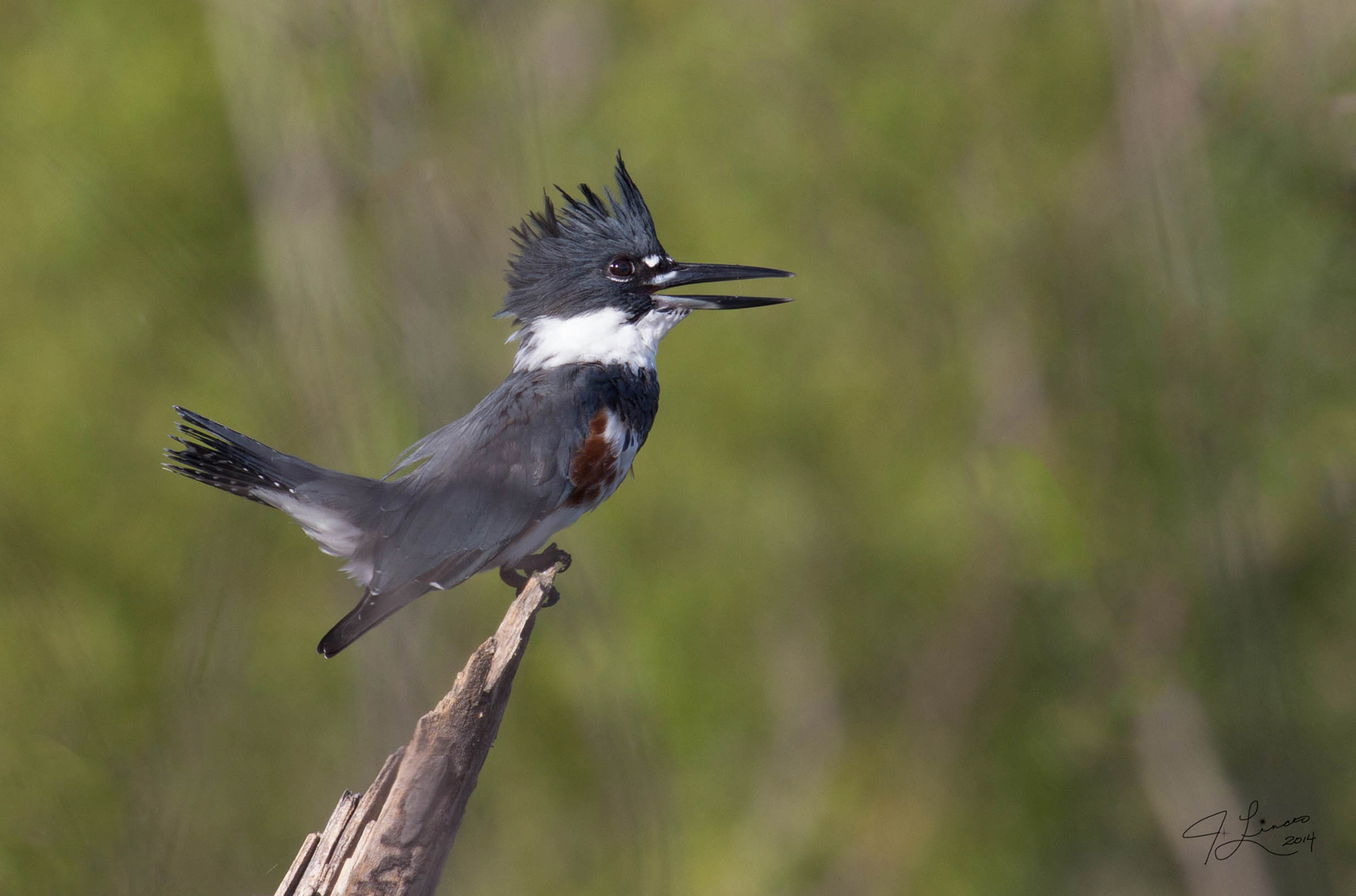 Belted Kingfisher