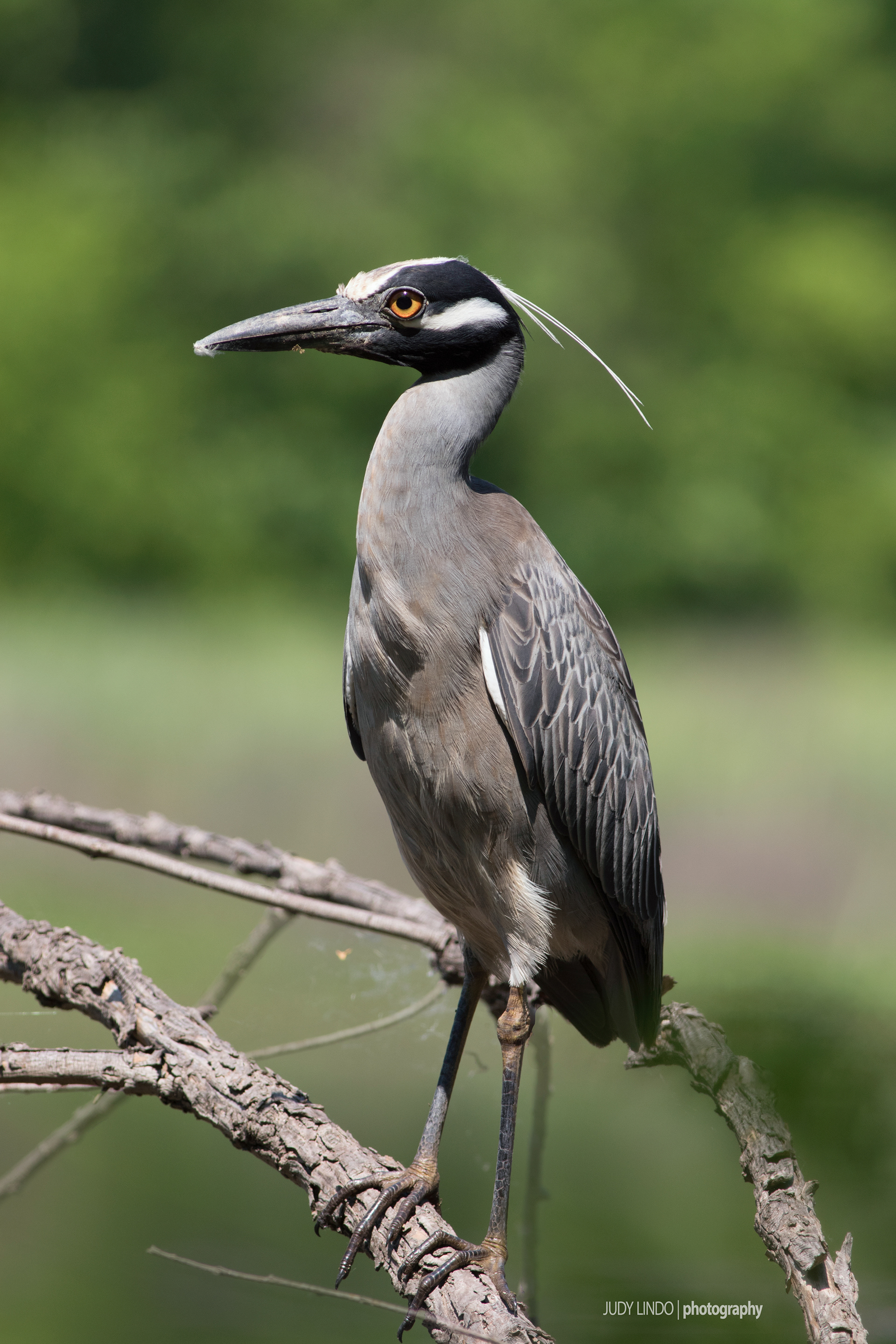 Yellow Crowned Night Heron