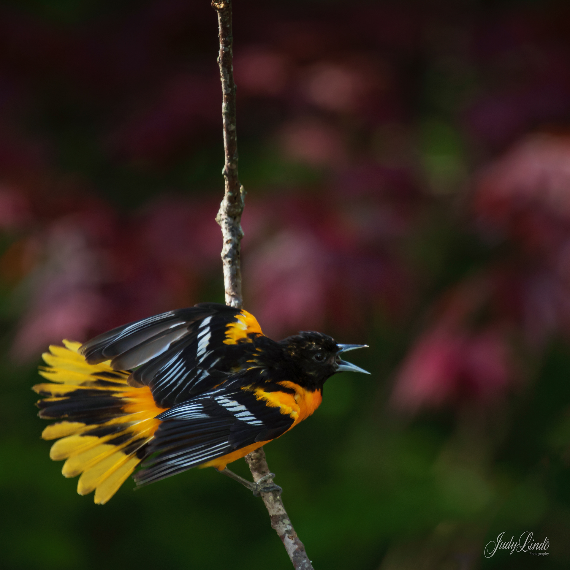 Baltimore Oriole - male