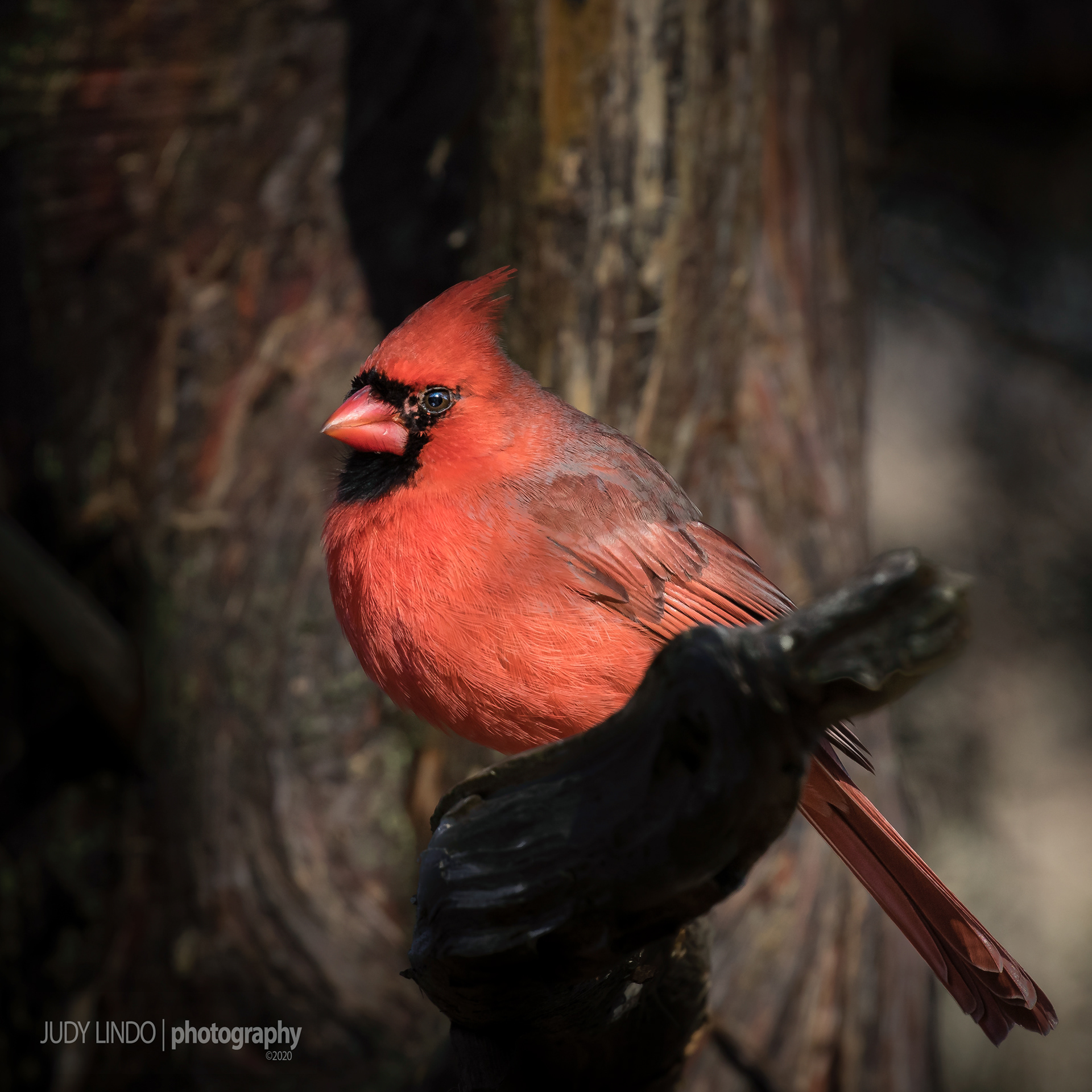 Cardinal