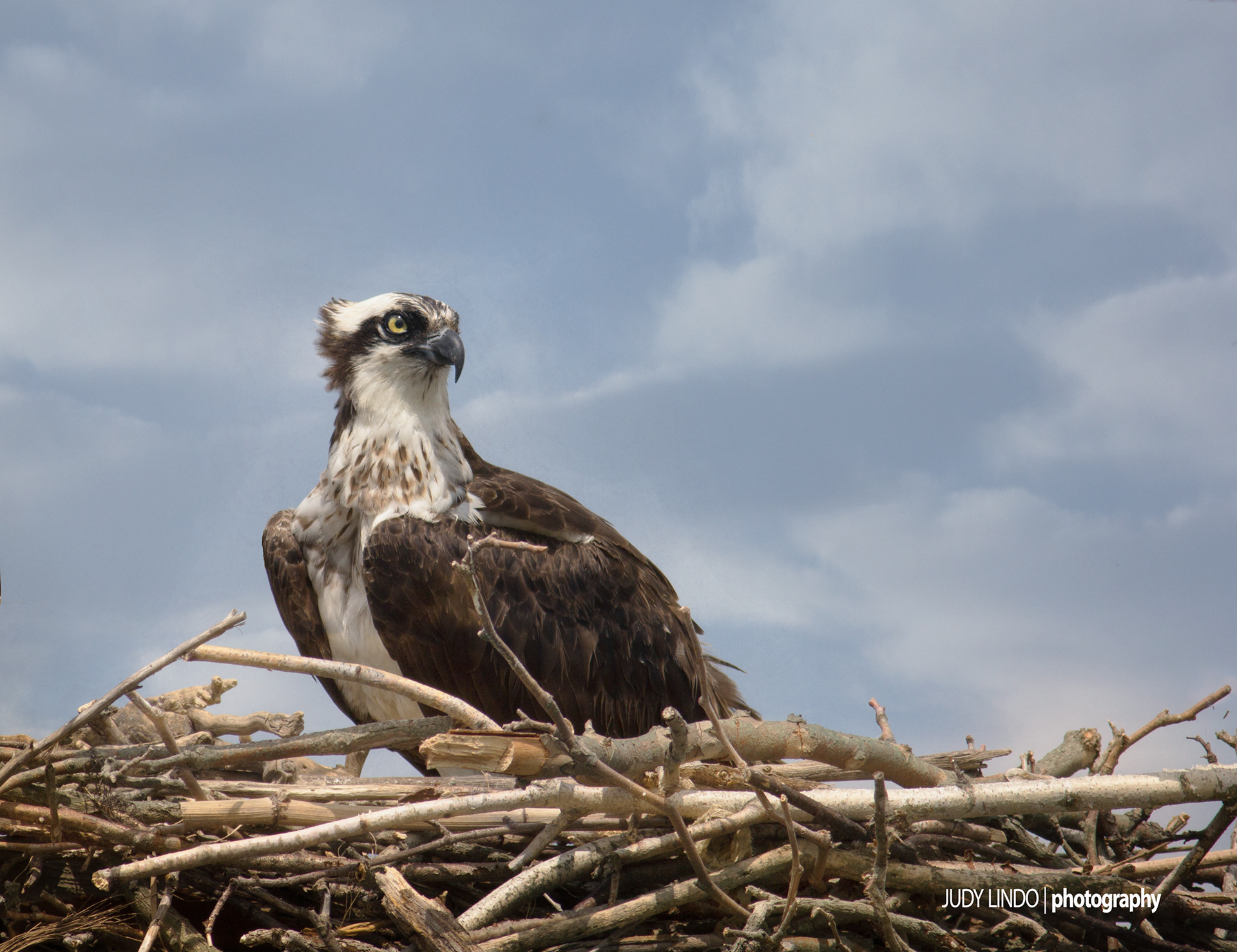 Osprey