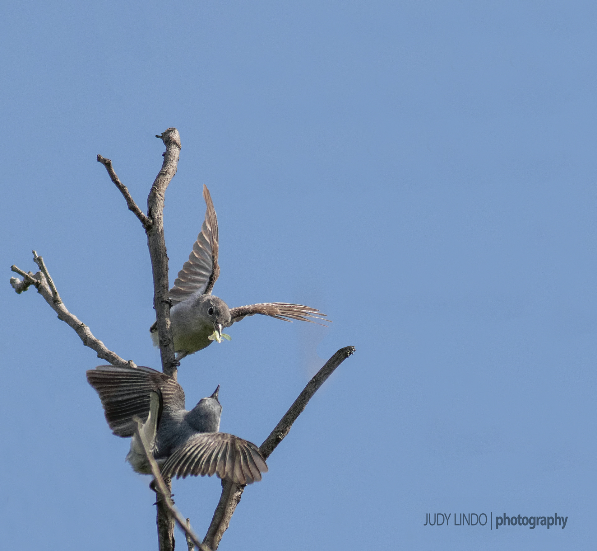 Blue-Grey Gnatcatcher