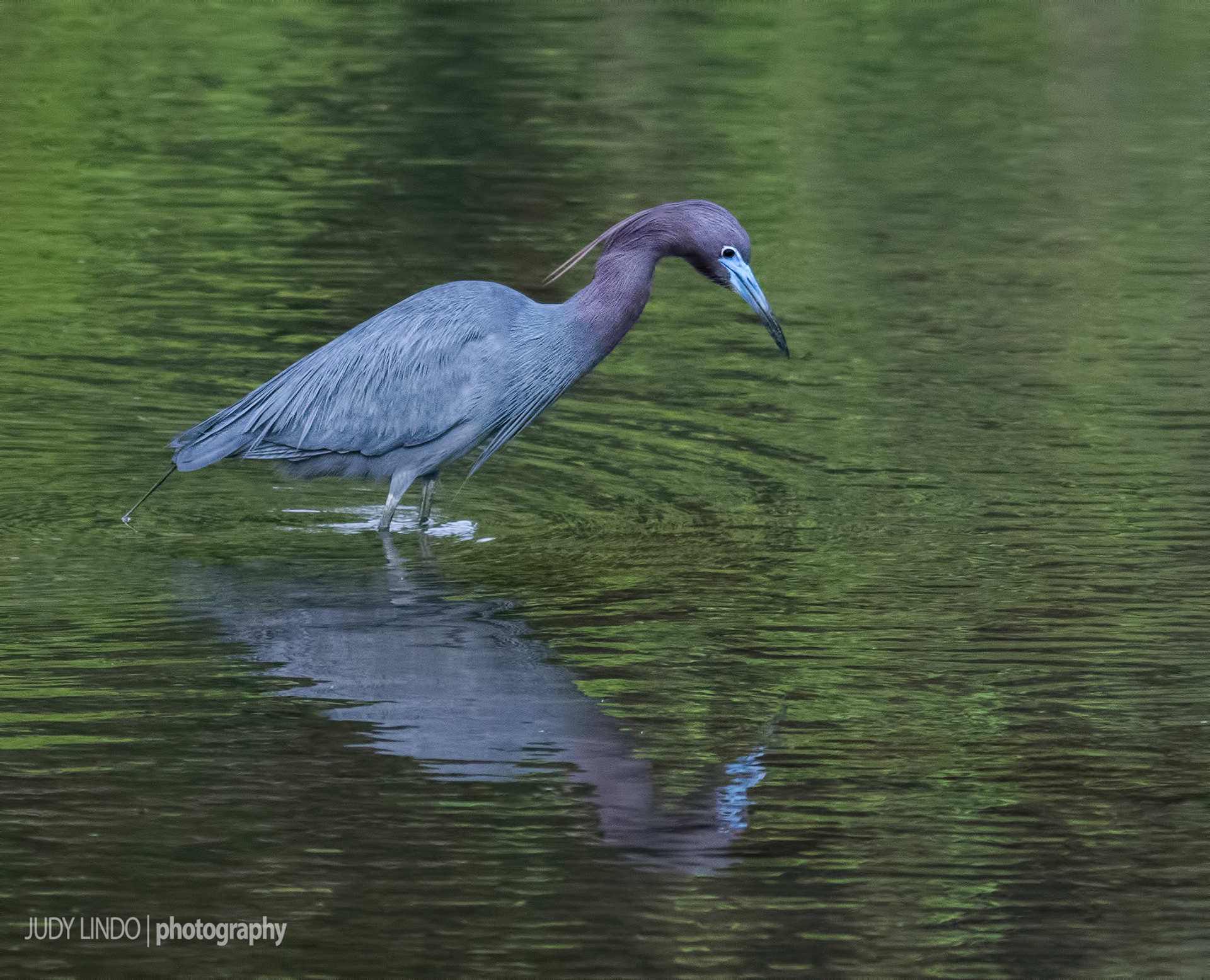 Little Blue Heron