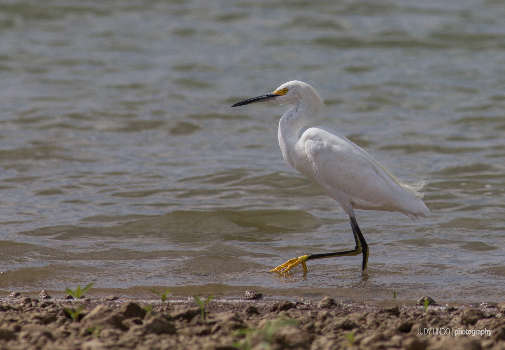 Snowy Egret