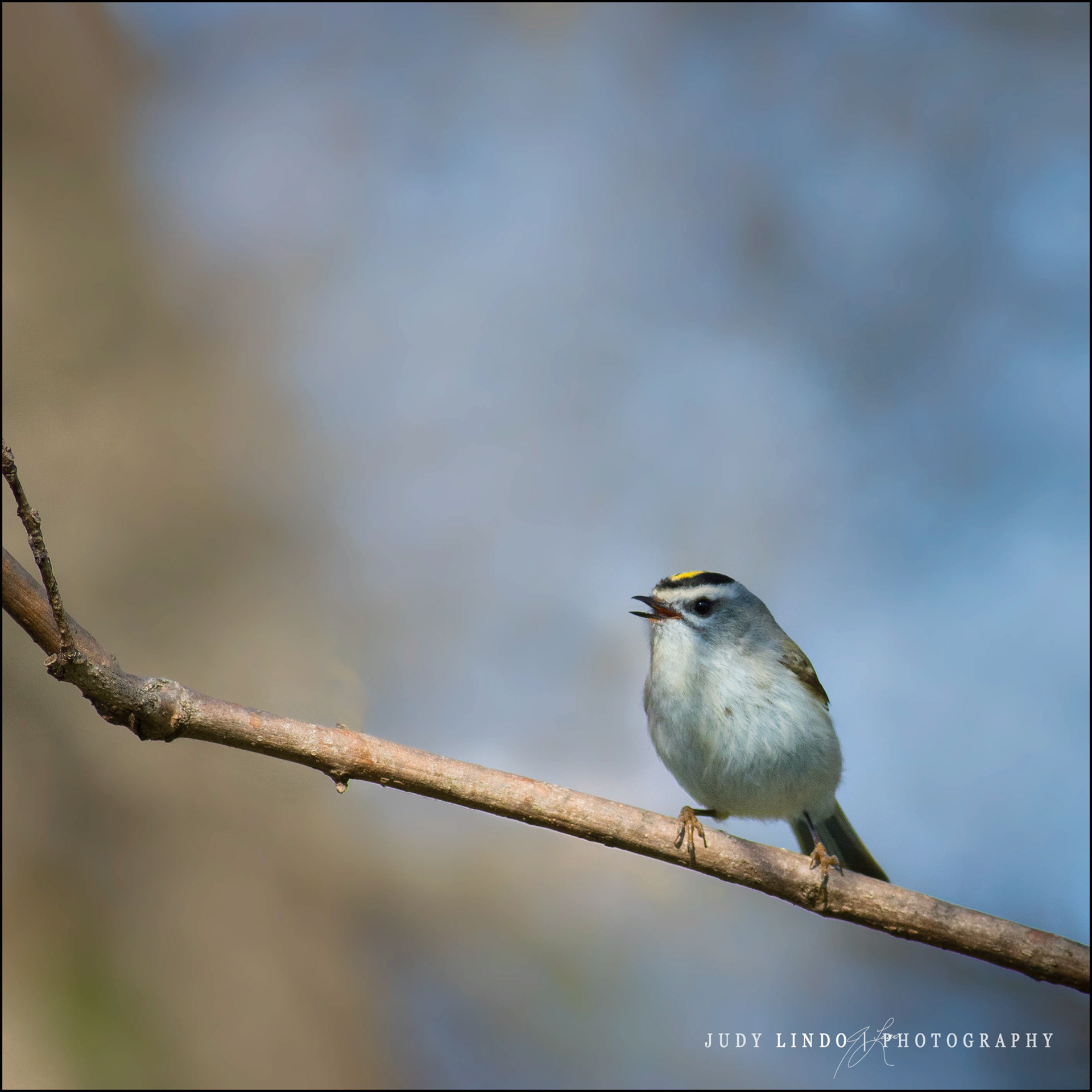 Golden-crowned Kinglet