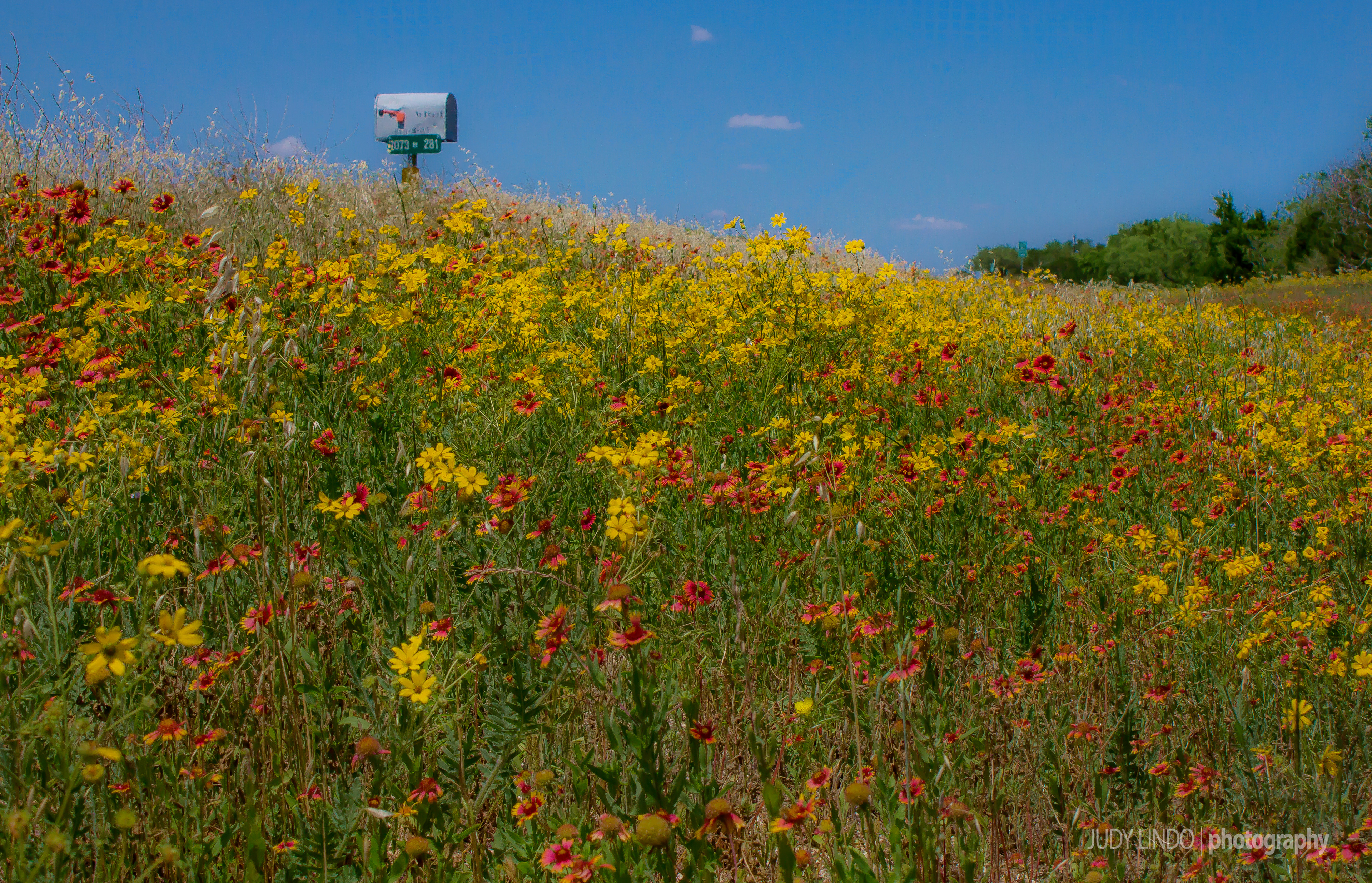 Back Roads of Texas in spring
