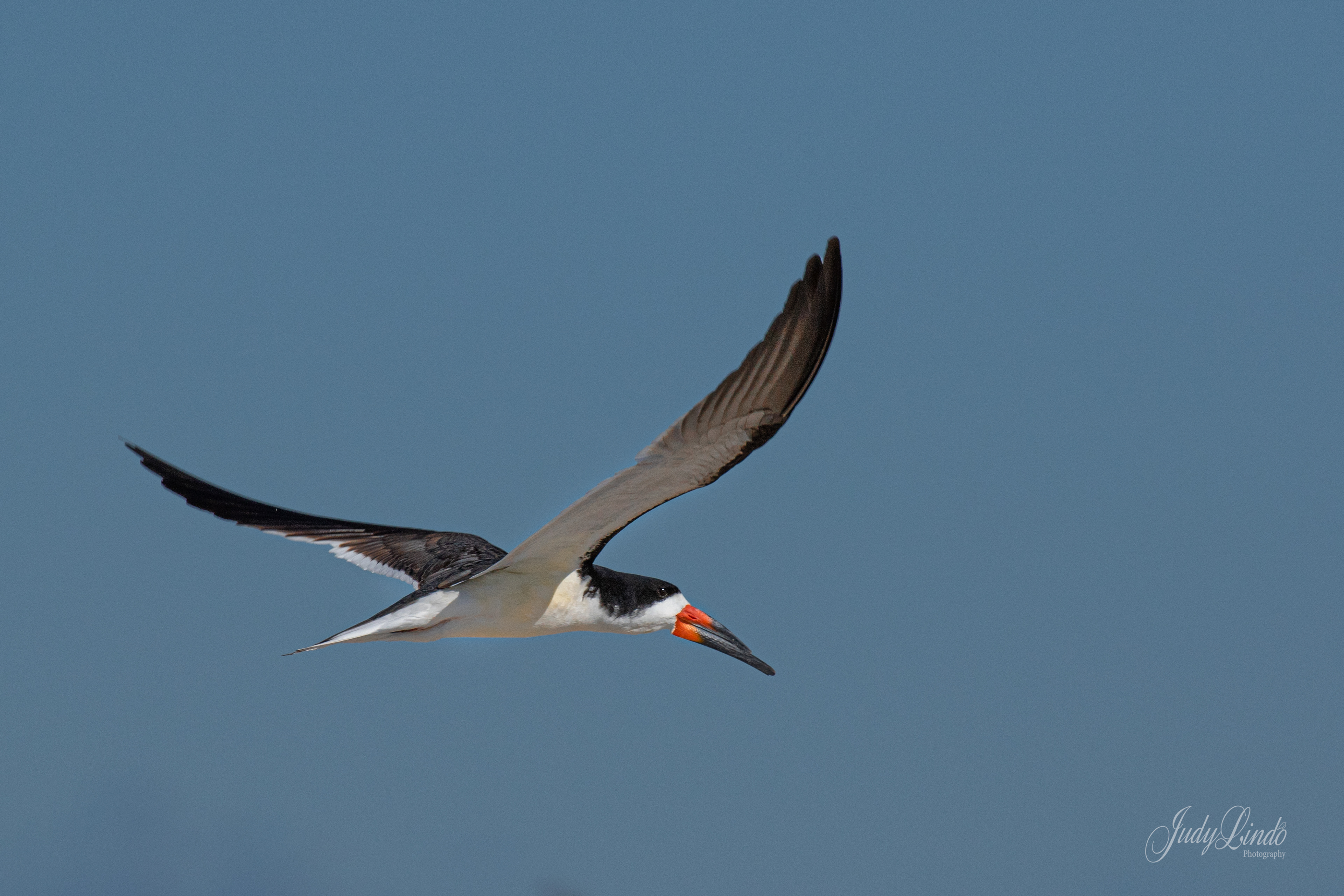 Black Skimmer