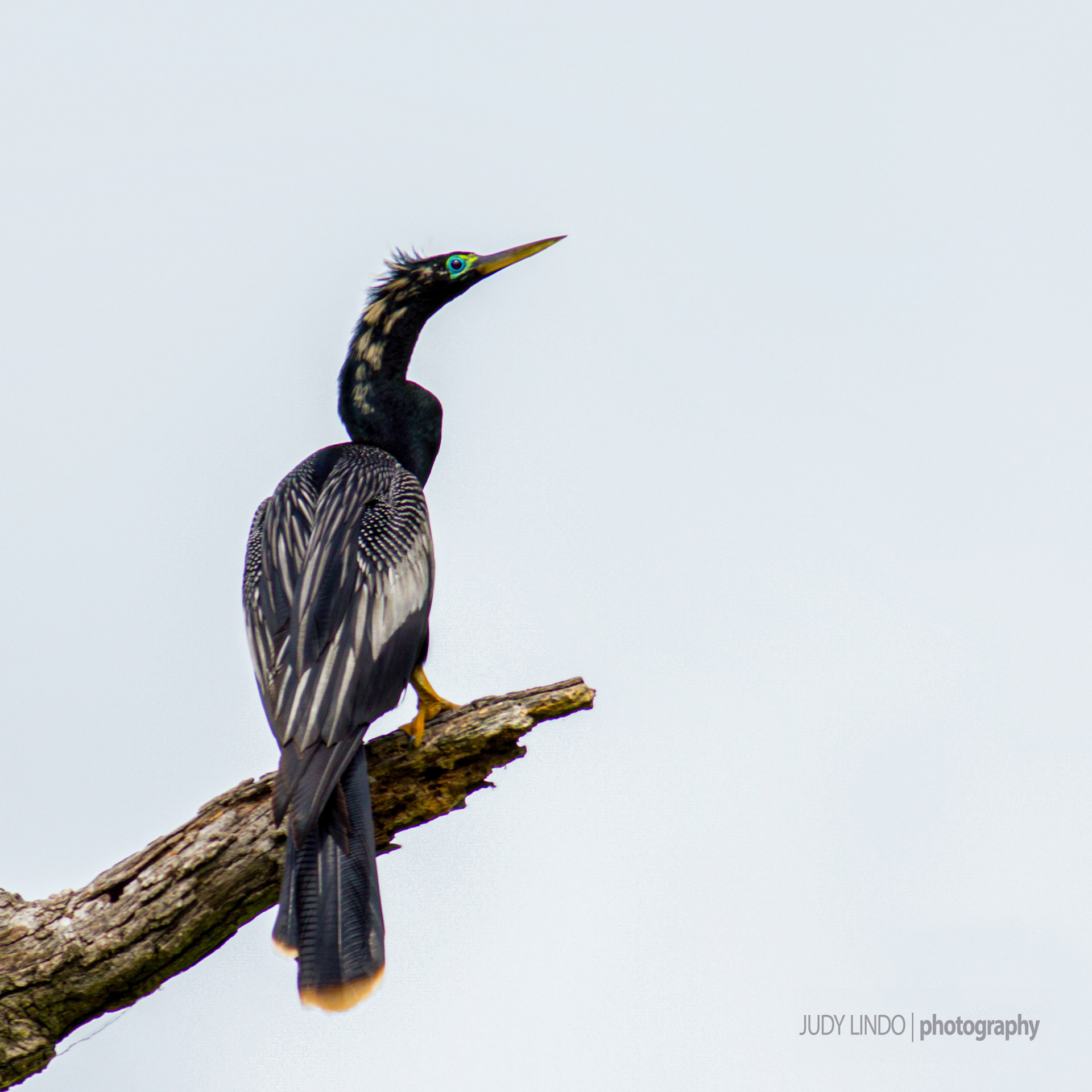 Anhinga