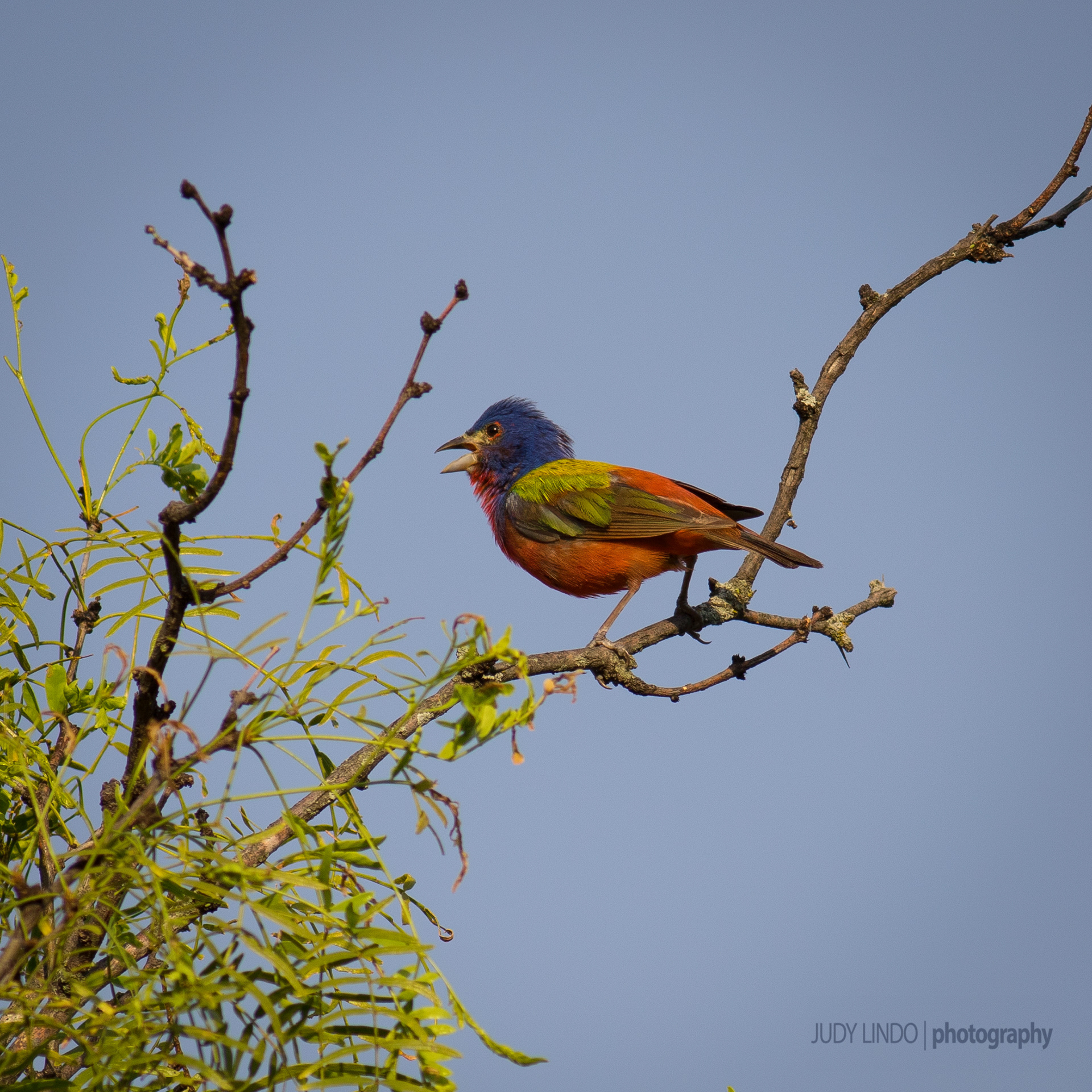 Painted Bunting