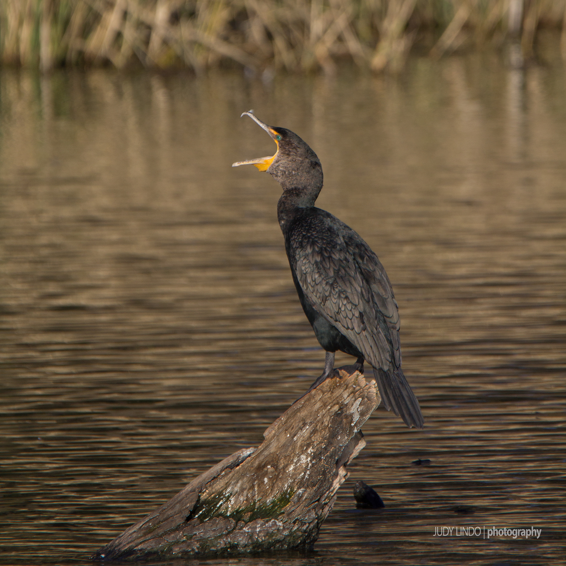 Double Crested Cormorant