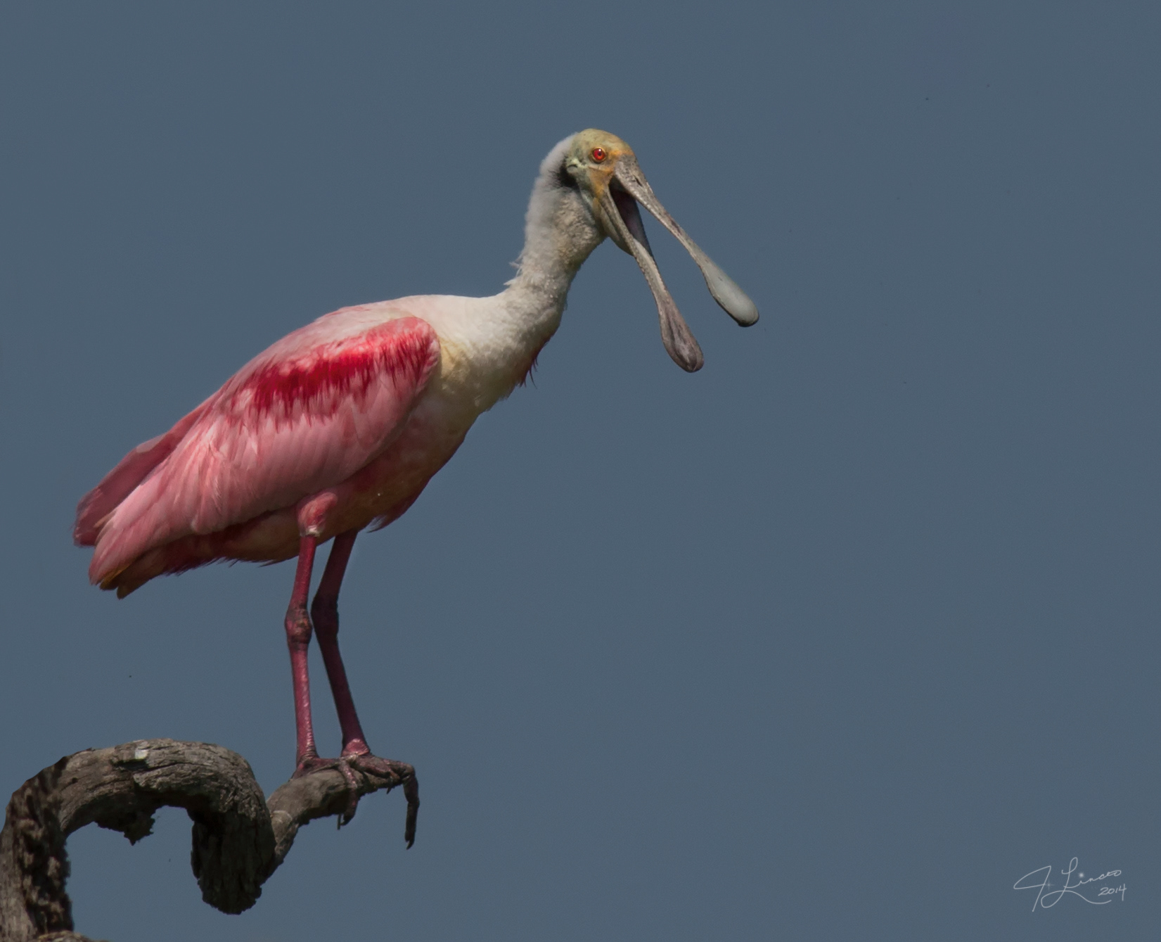 Roseate   Spoonbill 