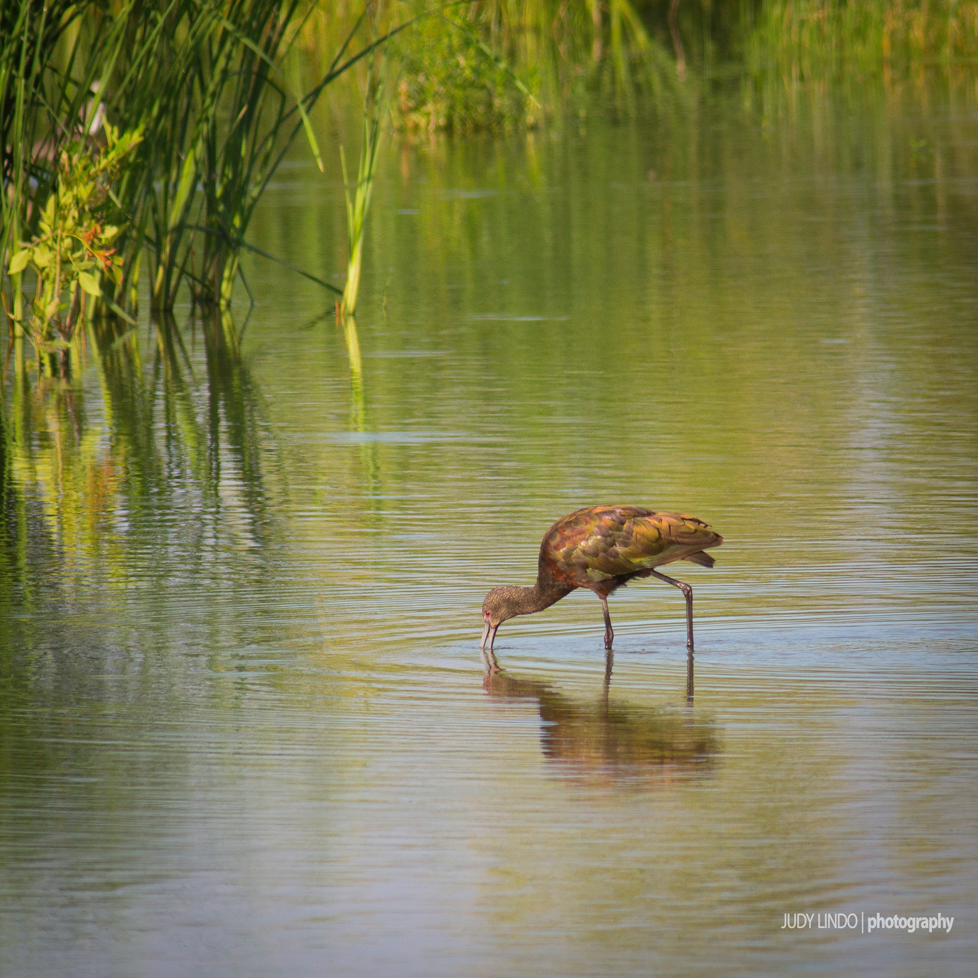 Glossy Ibis