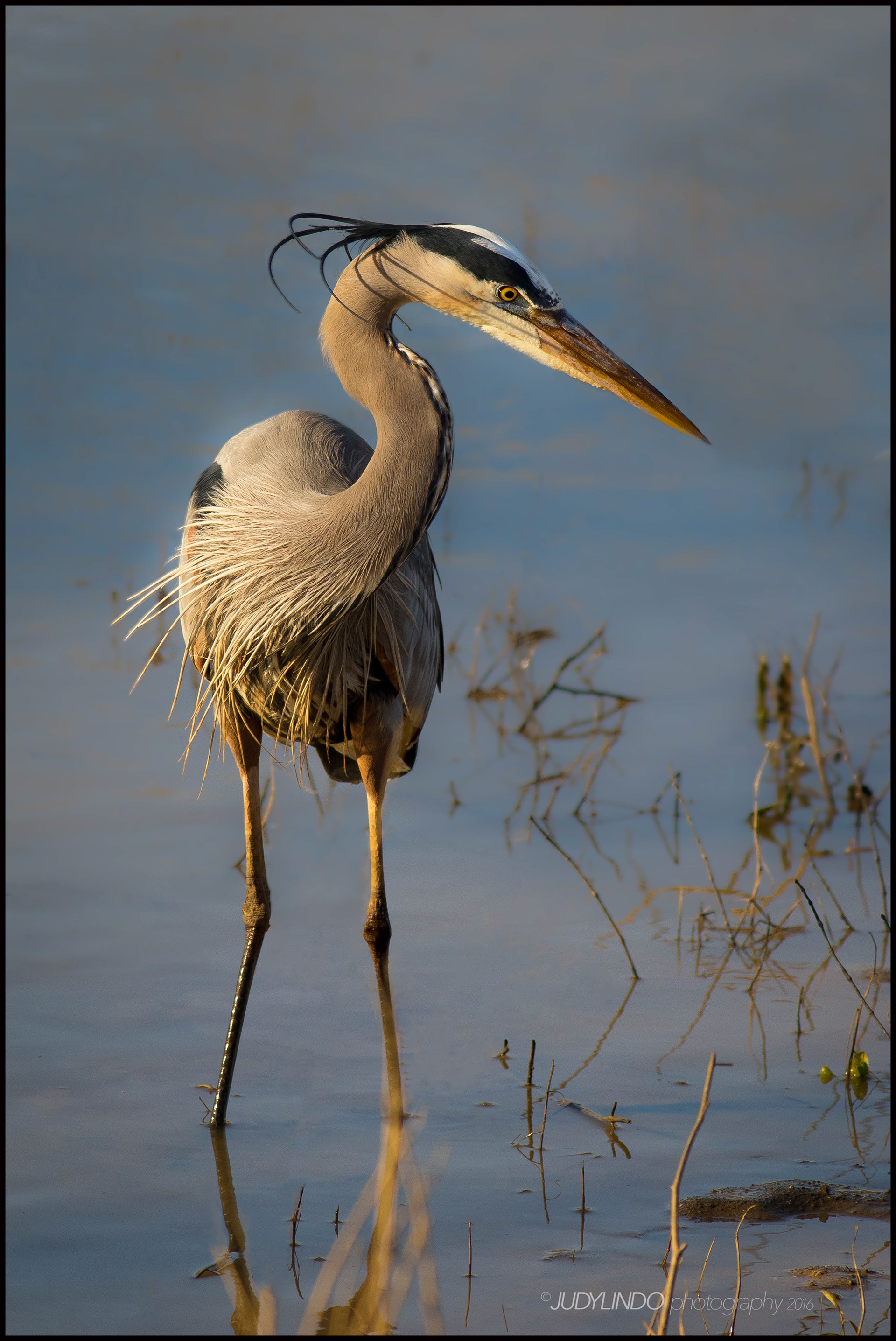 Great Blue Heron