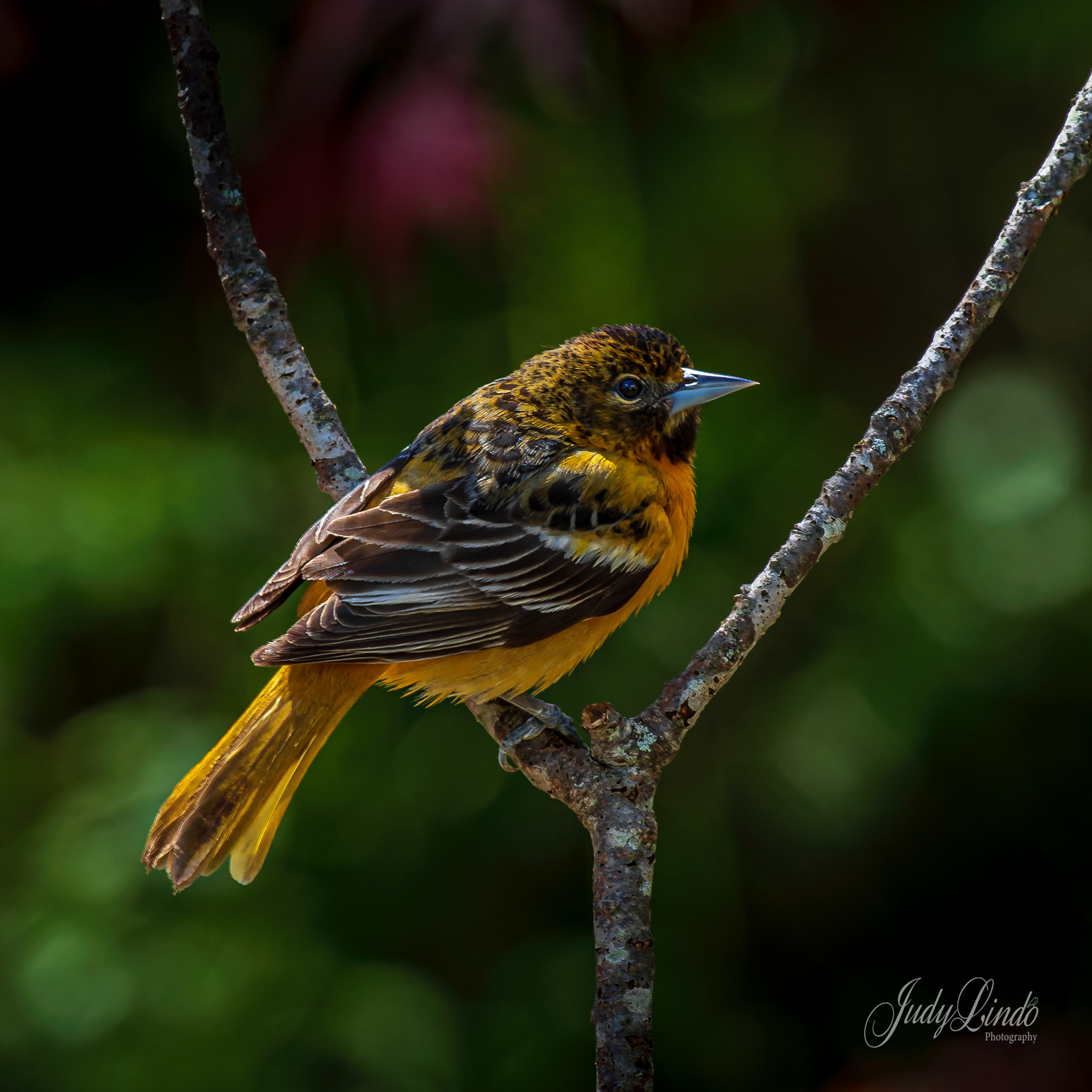 Baltimore Oriole female