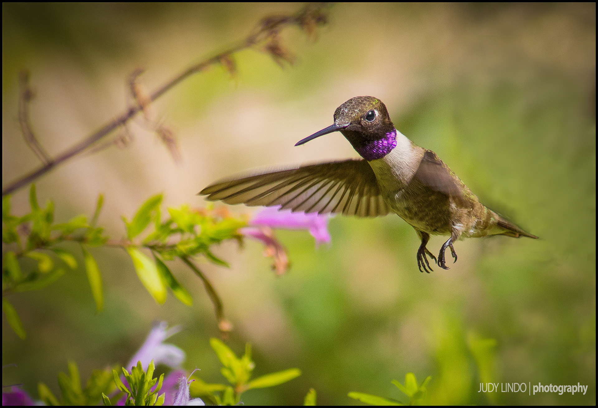 Hummingbird