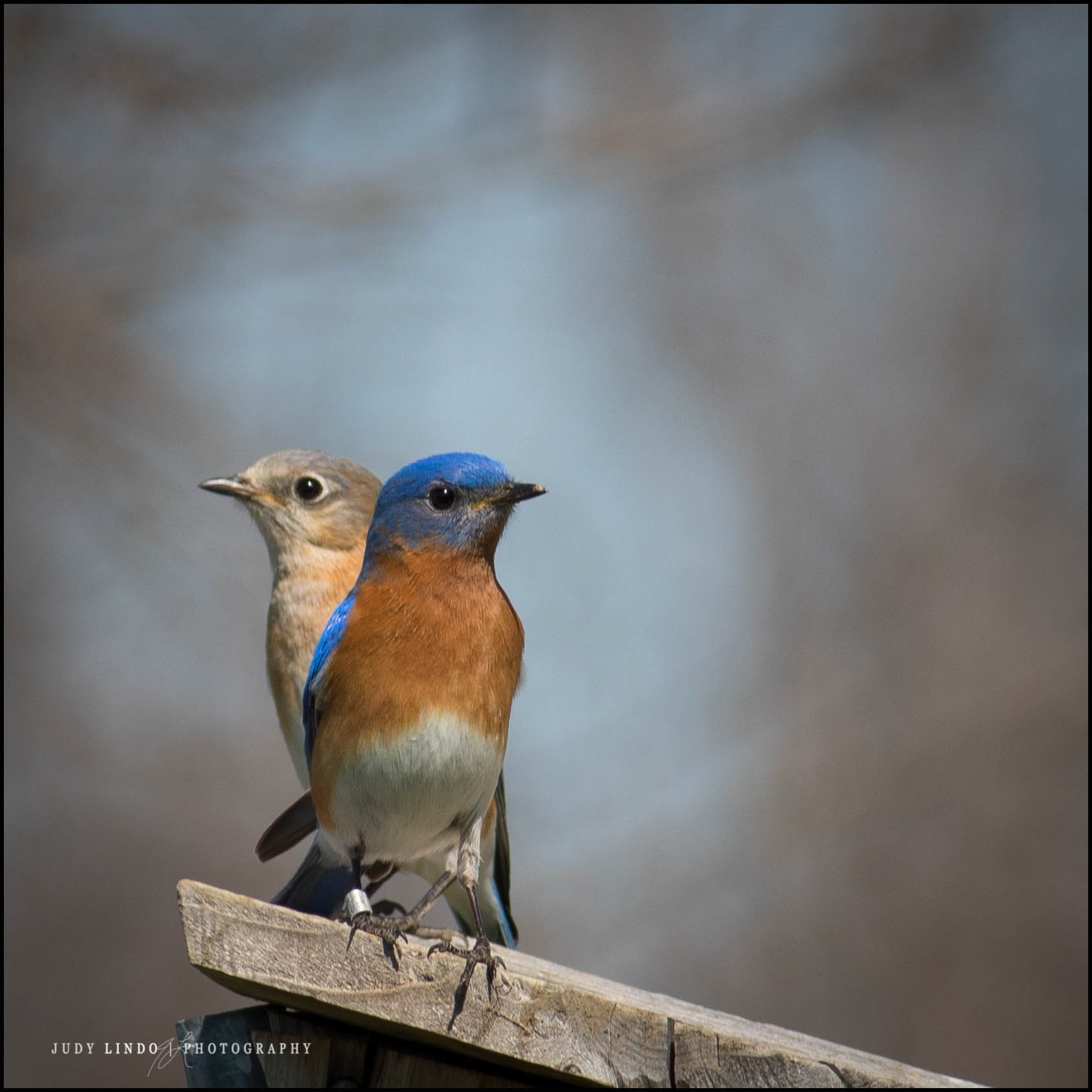 Bluebird