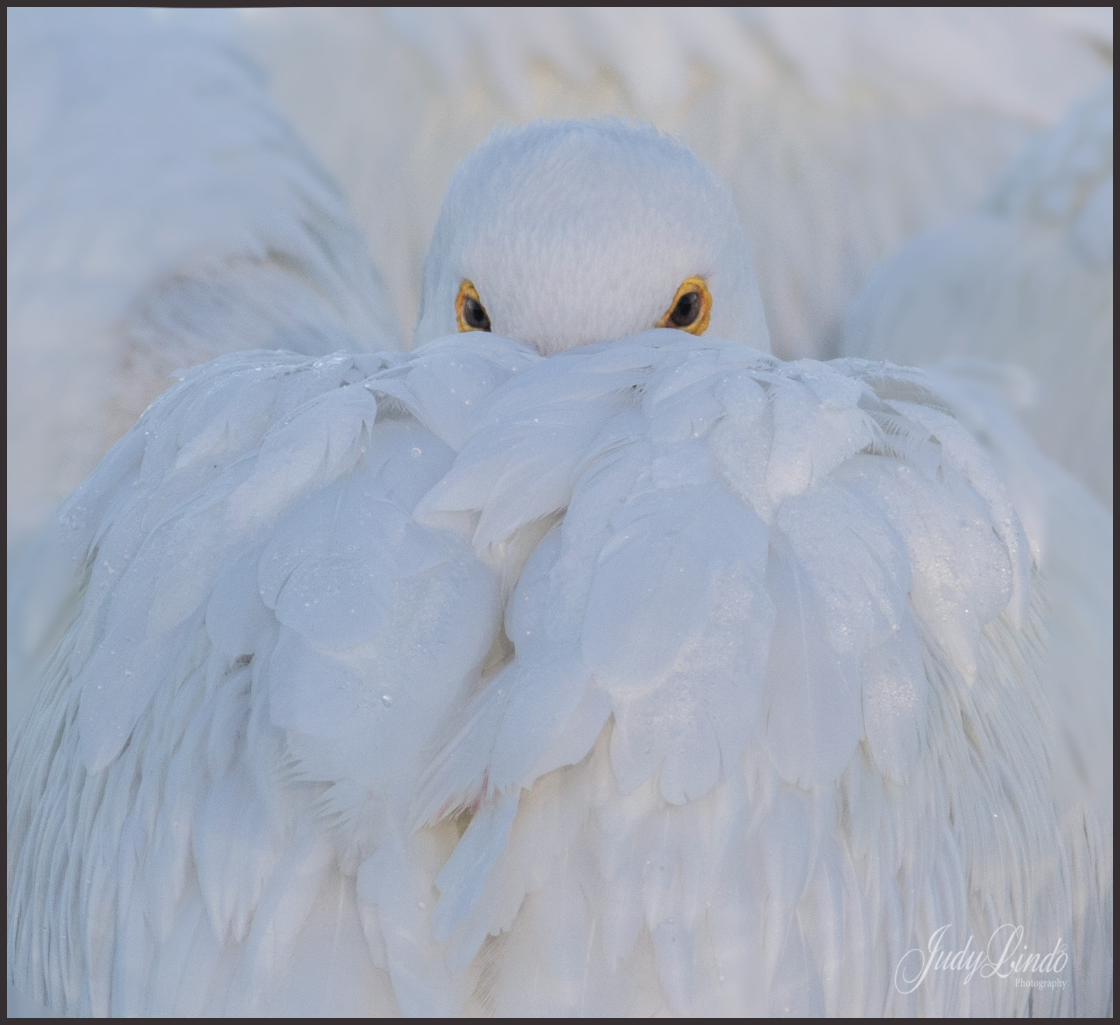 American White Pelican