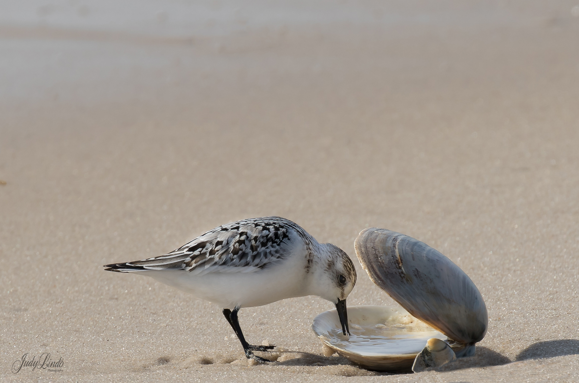 Sanderling